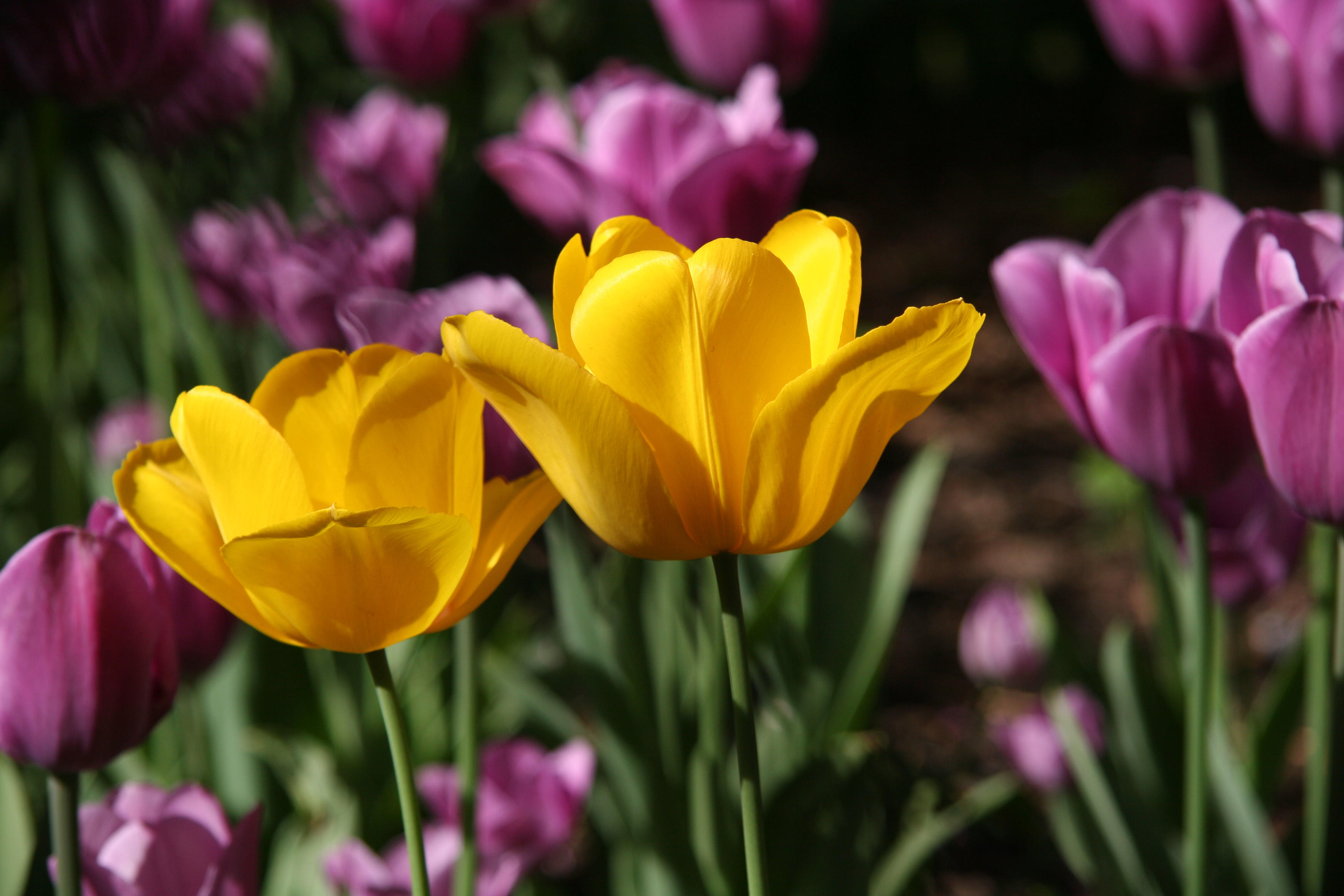 Tulips