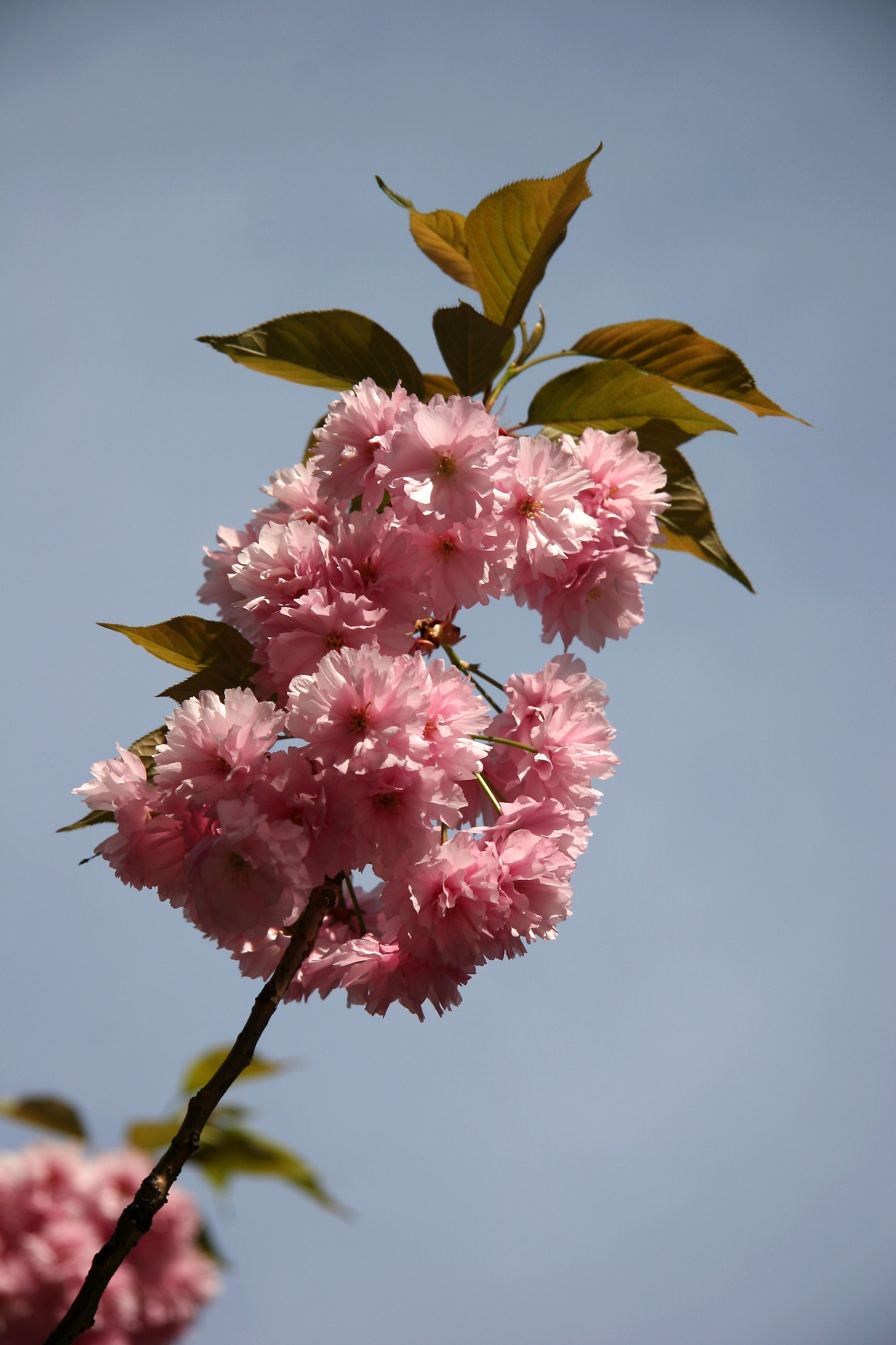Cherry Tree Blossoms