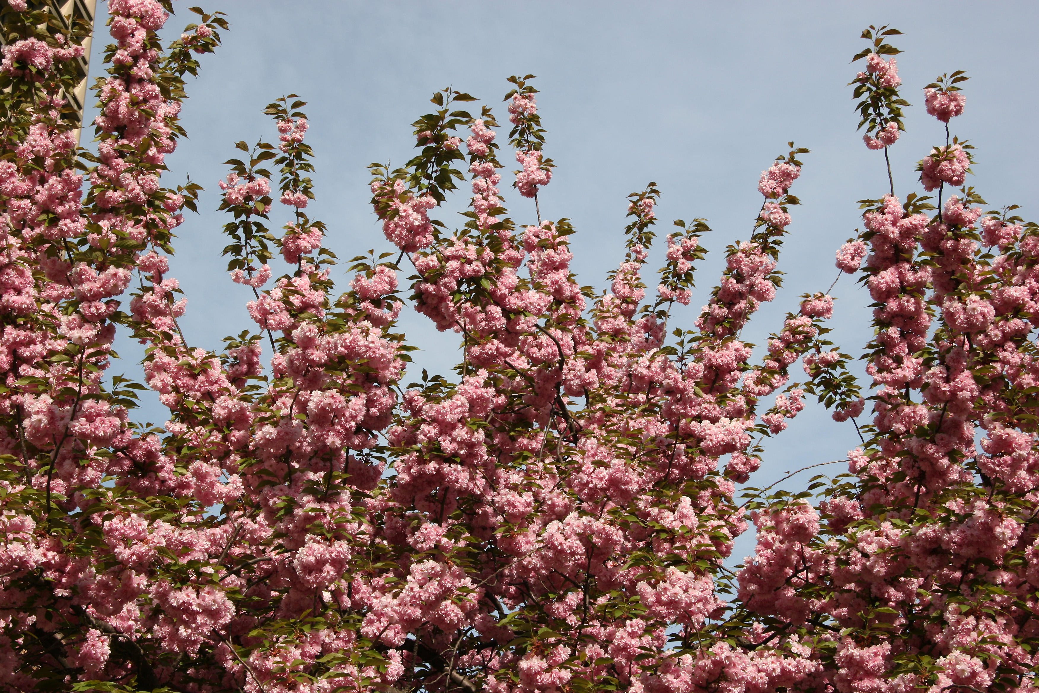 Cherry Tree Blossoms