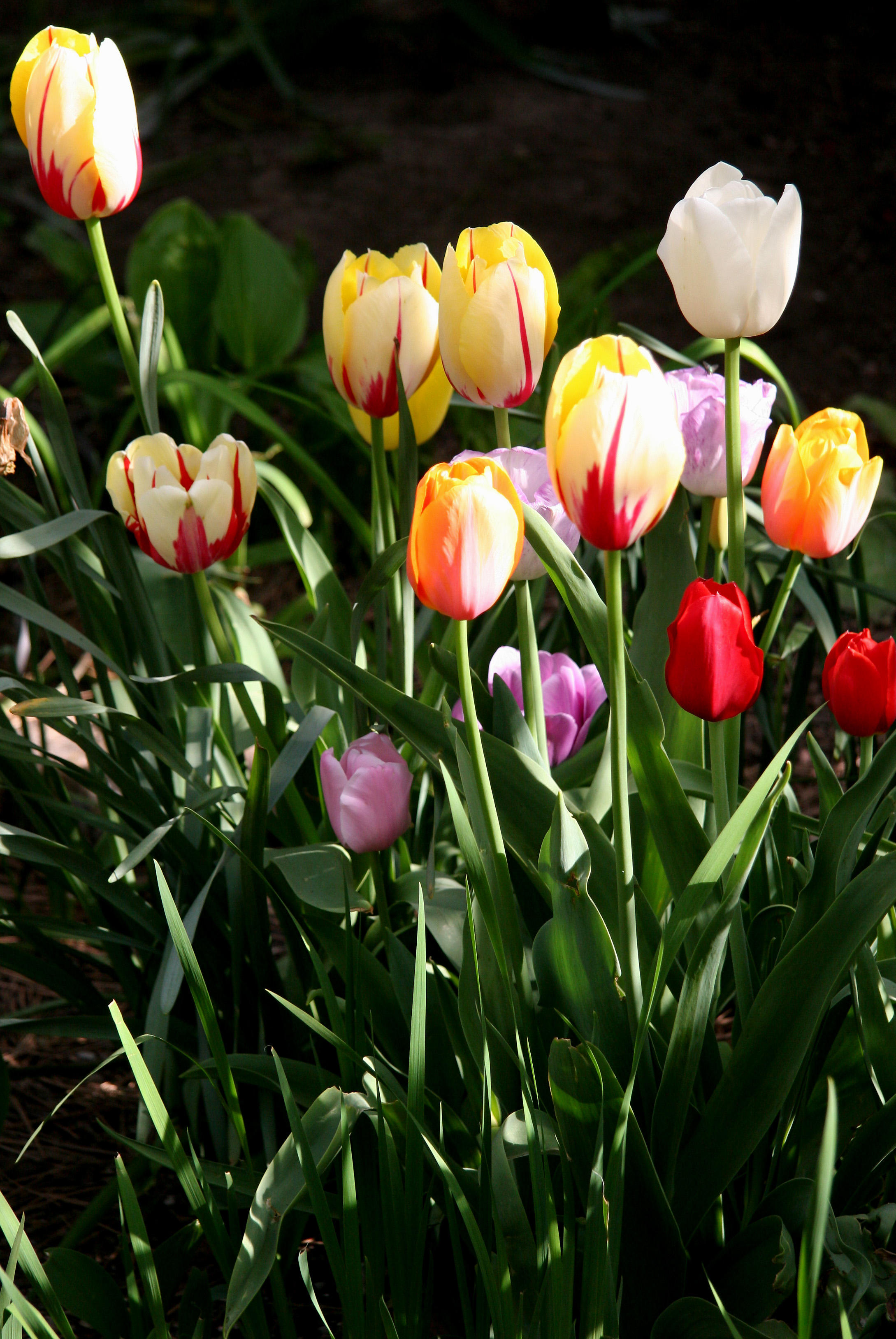 Tulips