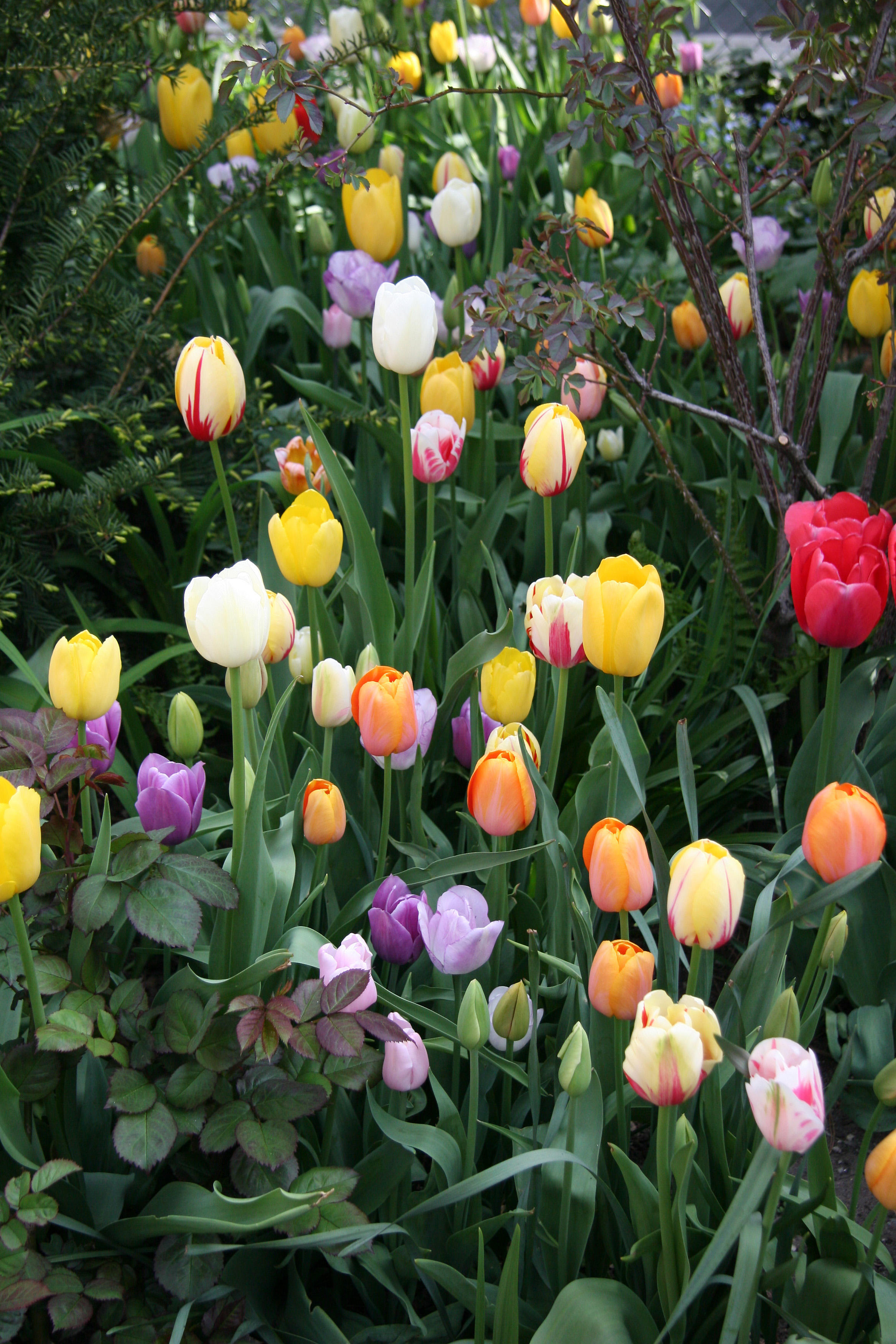 Tulips