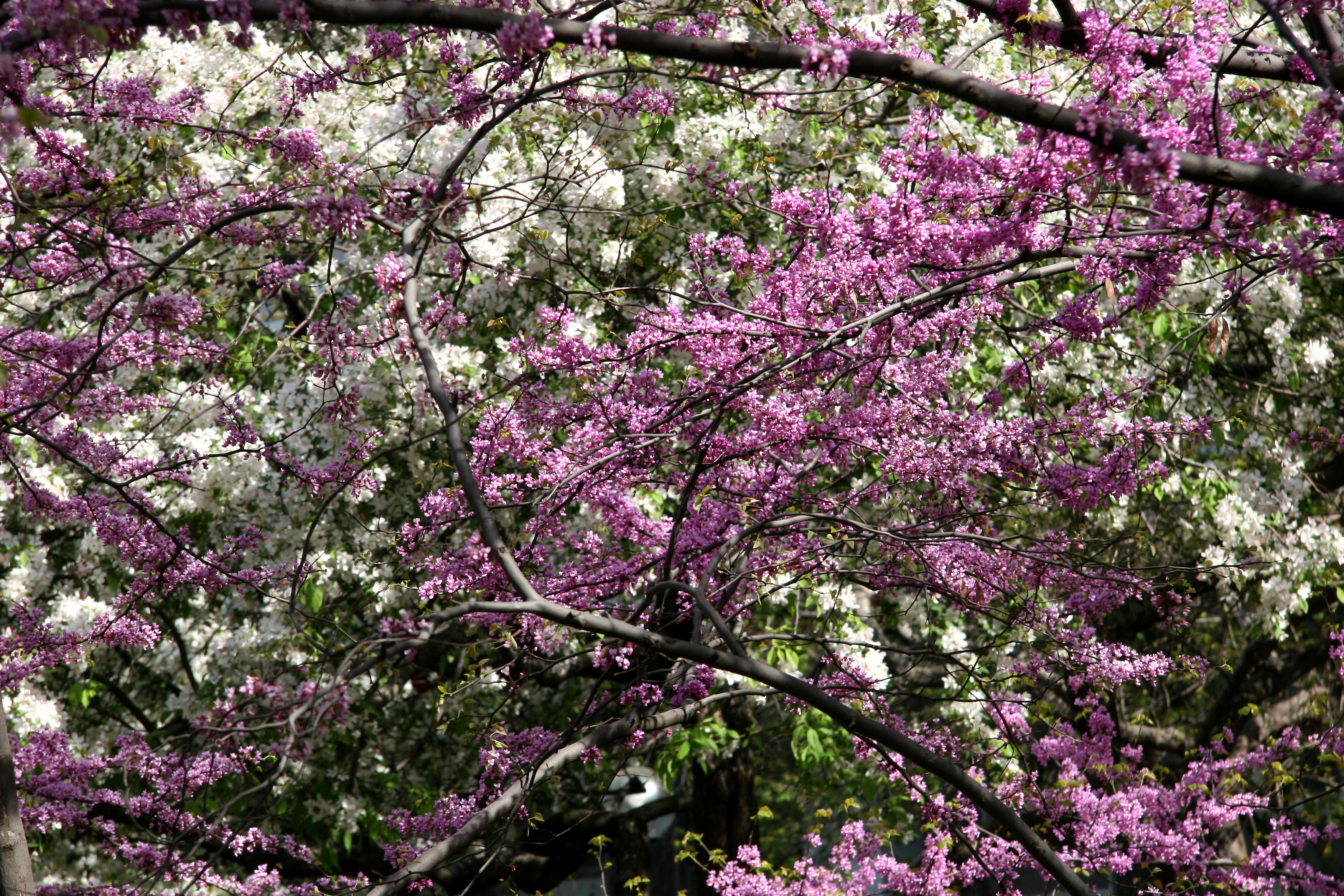 Cercis & Crab Apple Tree Blossoms