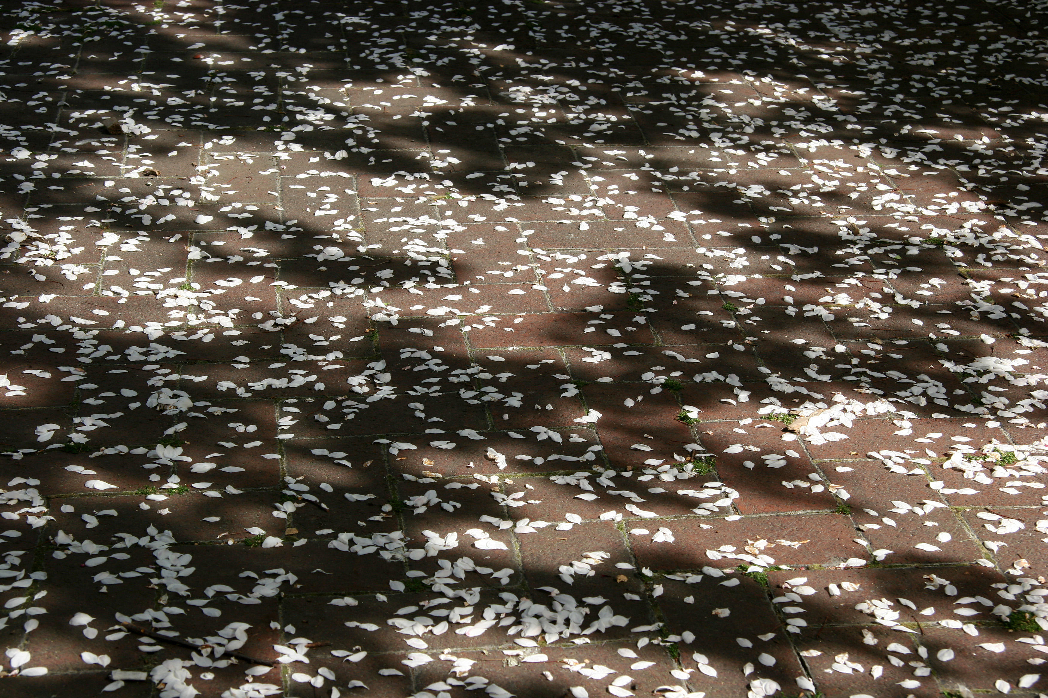 Crab Apple Tree Blossoms on a Garden Path