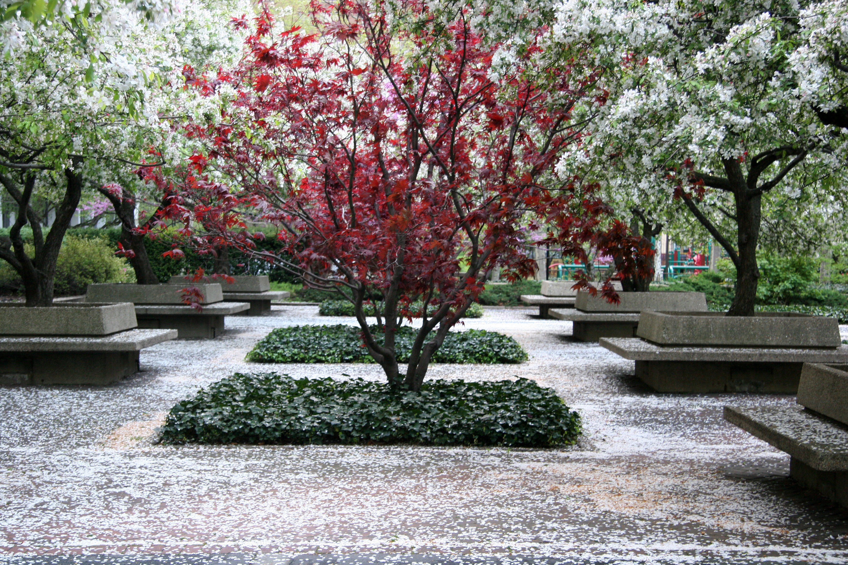 Red Leaf Maple & Crab Apple Tree Blossoms