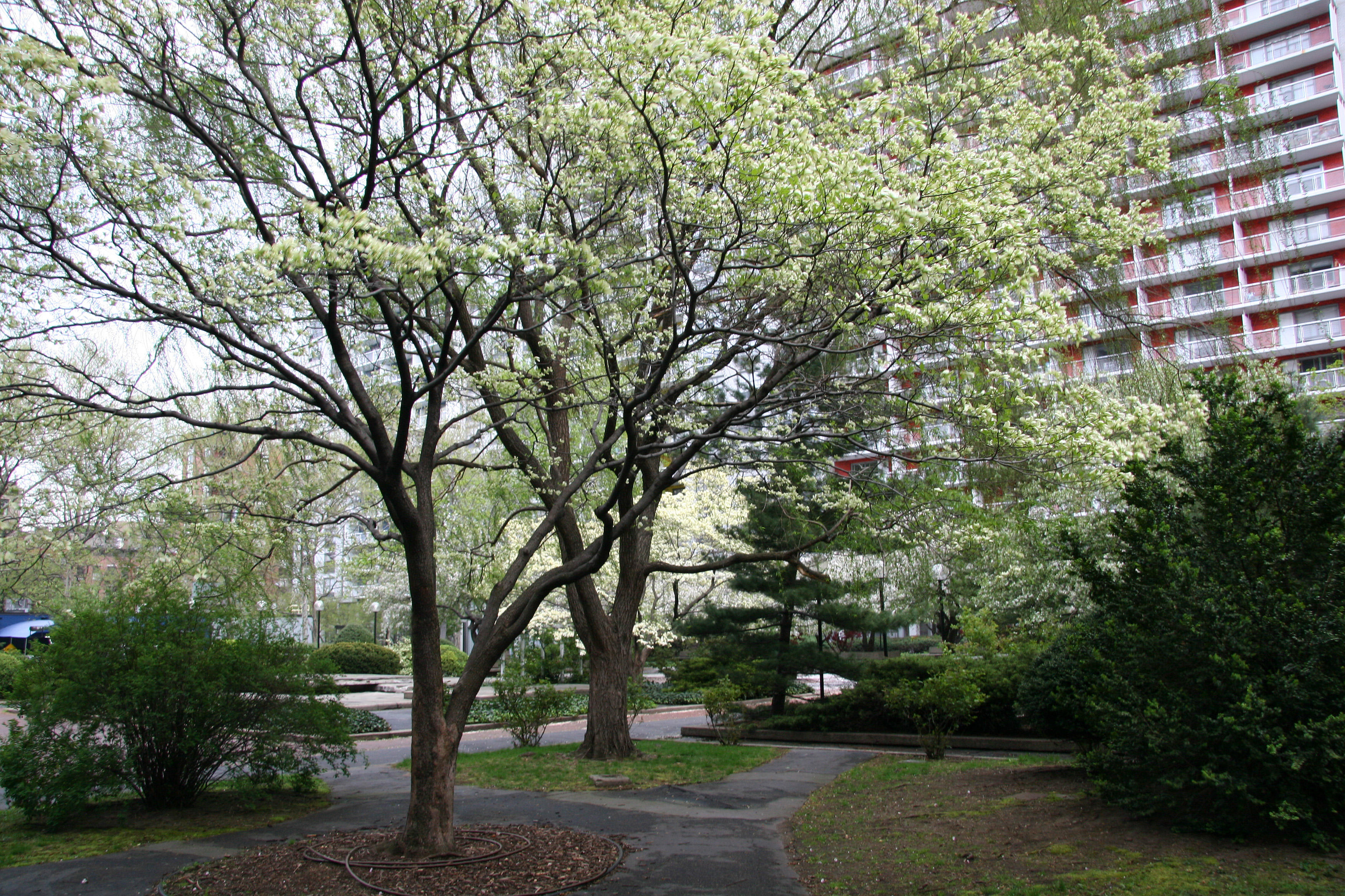 Dogwood, Crab Apple, Pine & Willow Trees