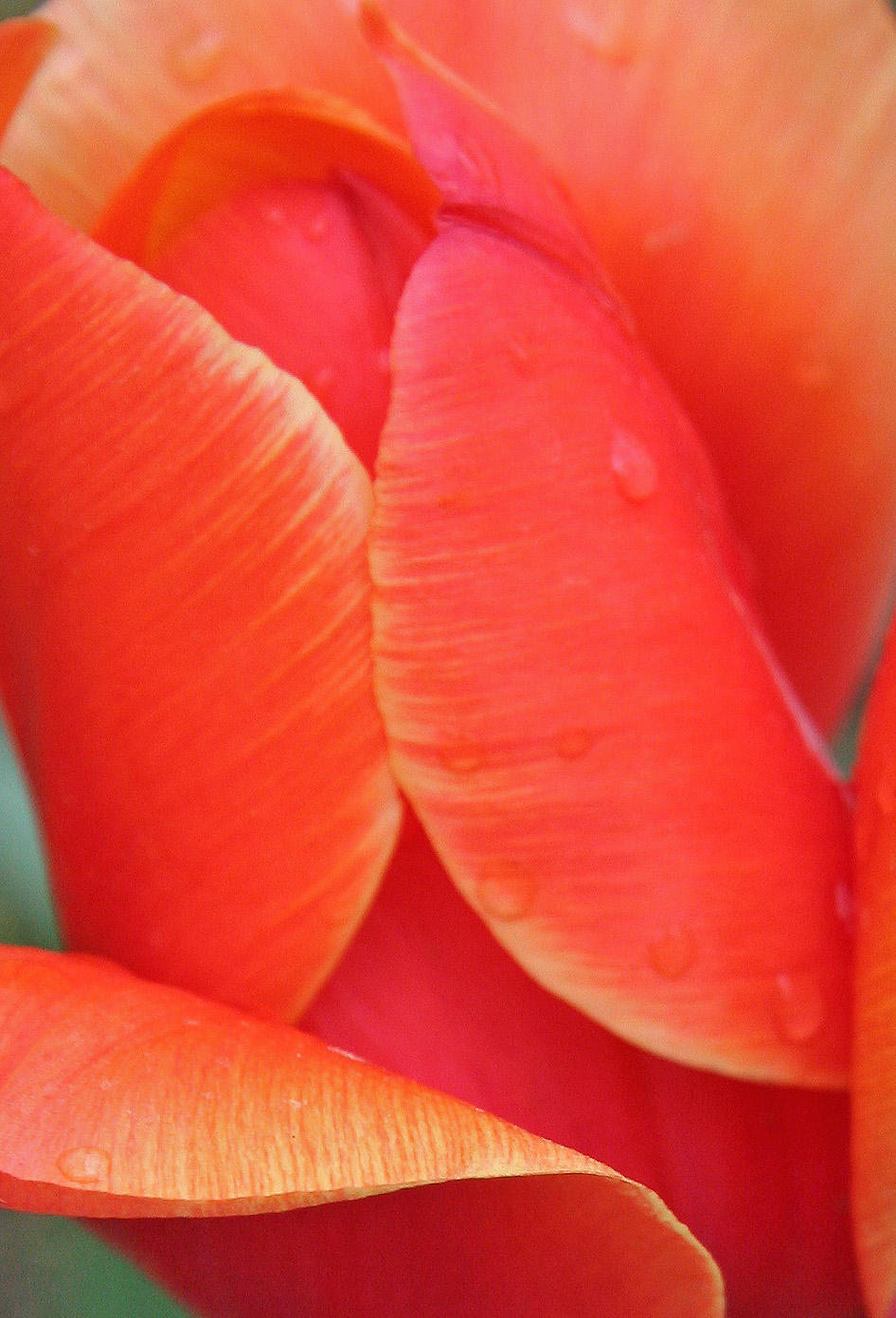 Tulip Detail