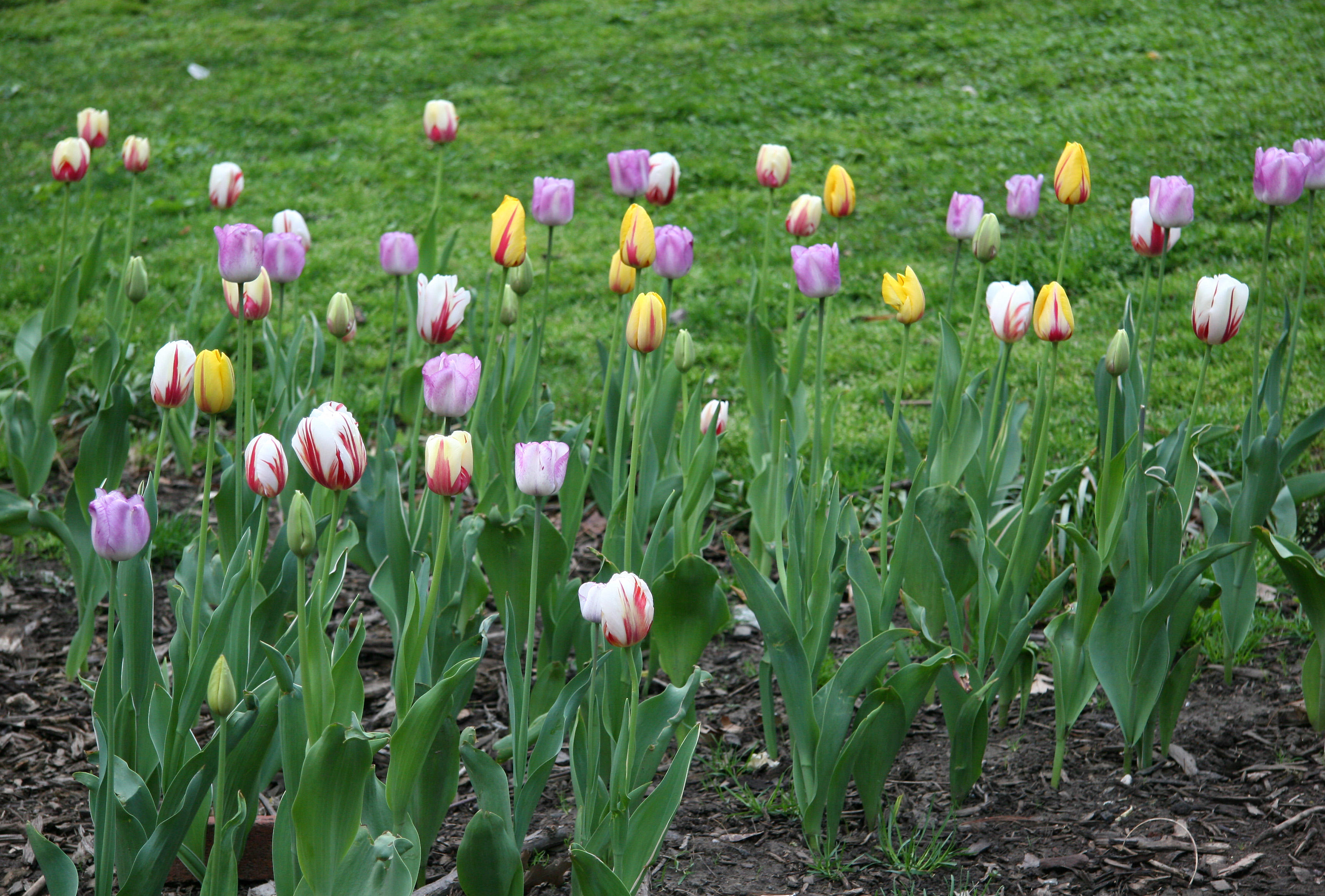 Tulips
