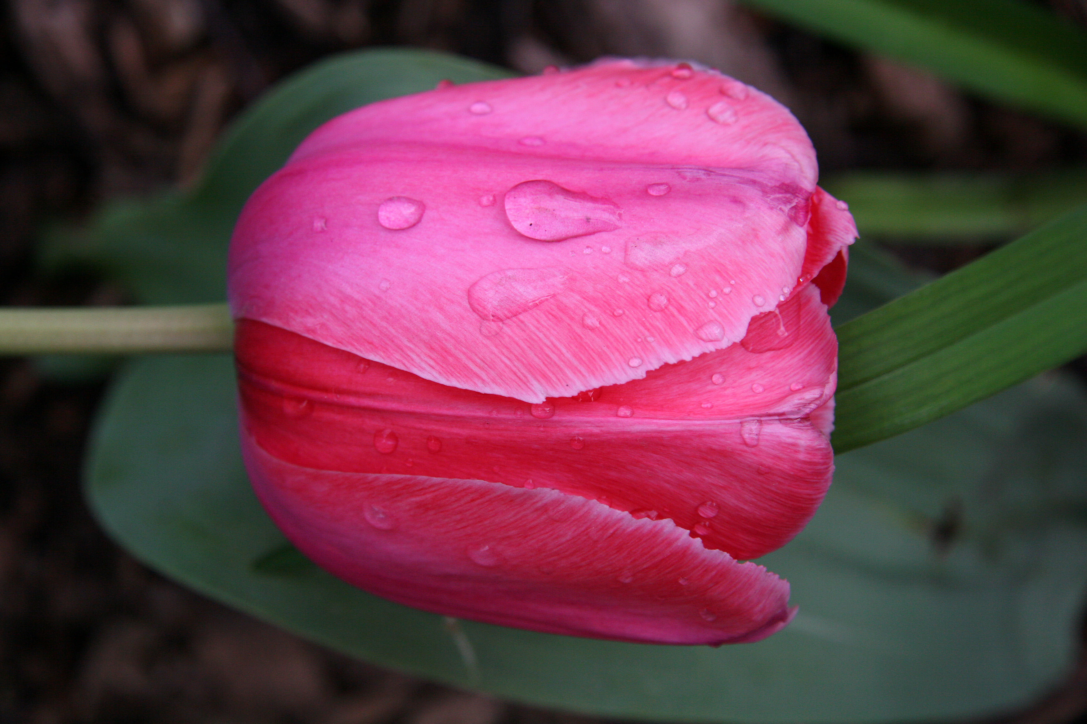 Tulip after April Showers