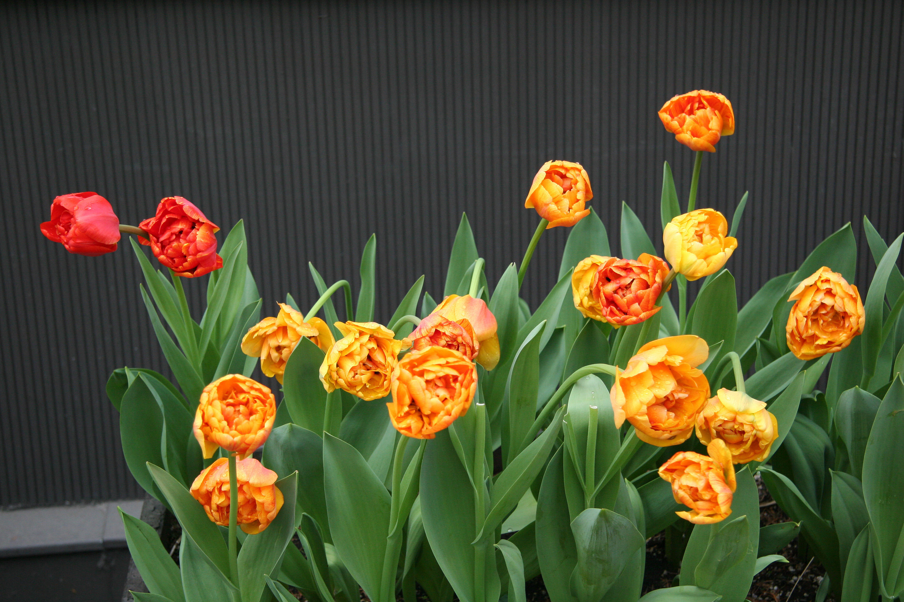 Tulips after April Showers