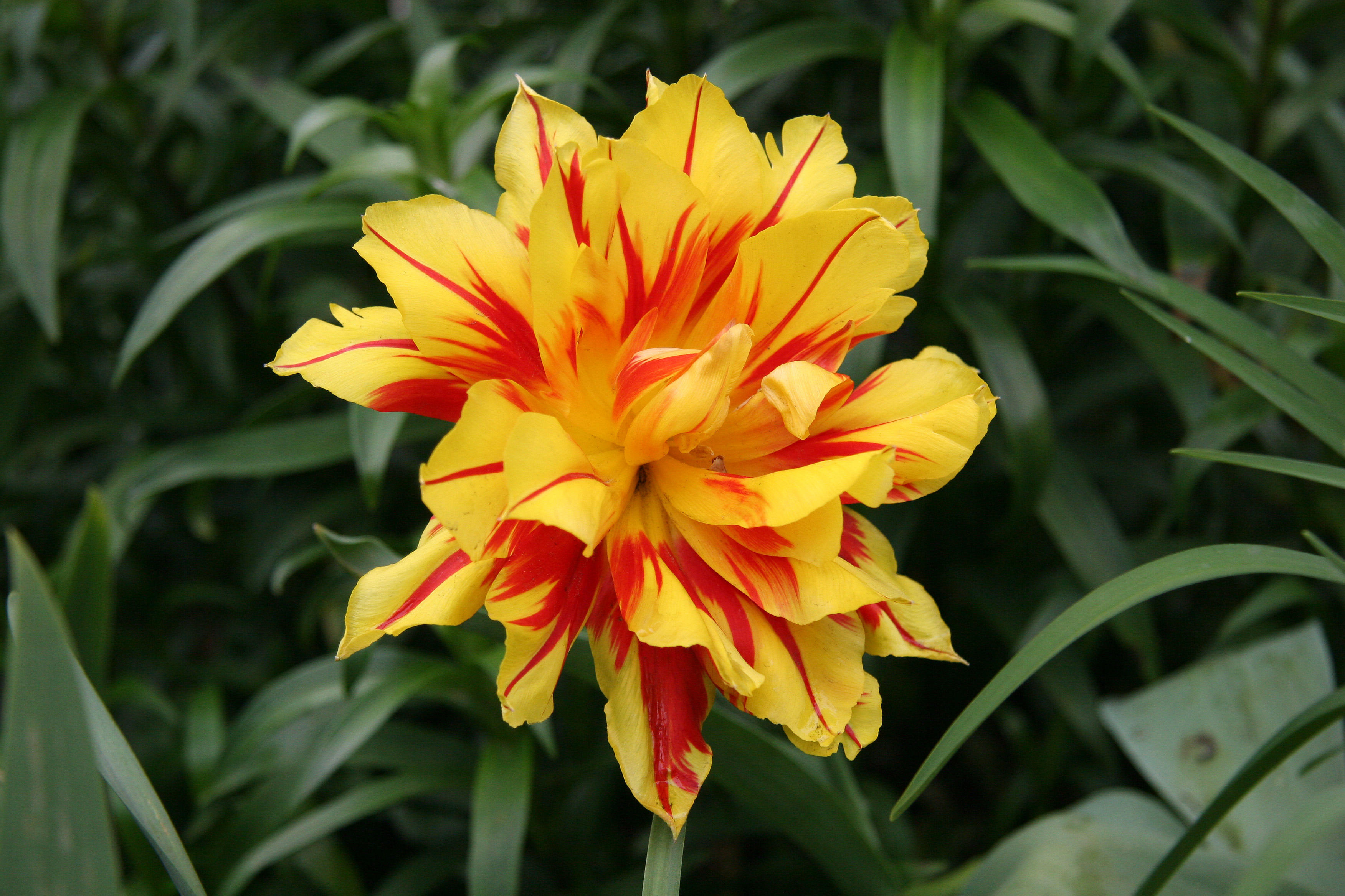 Tulip