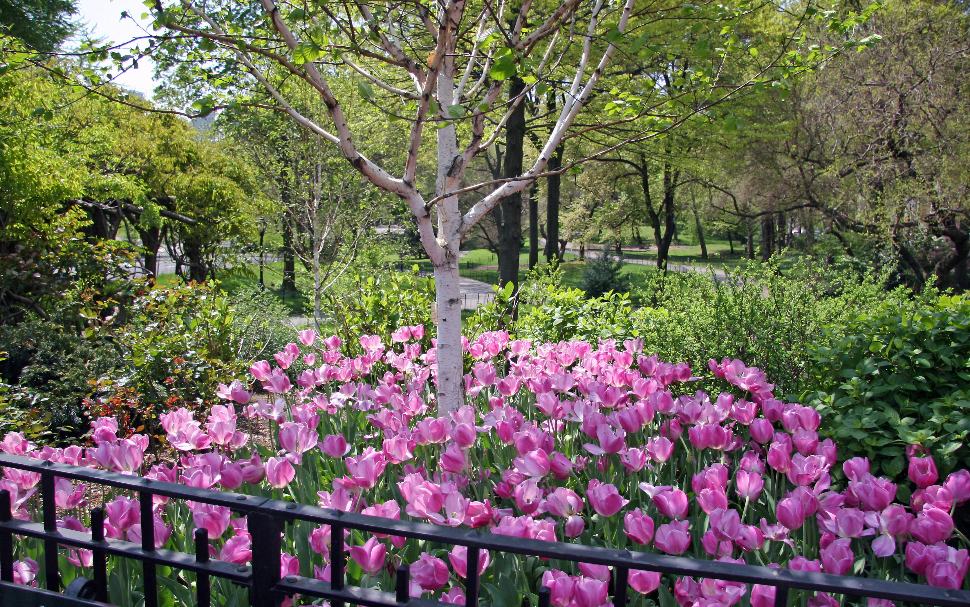 Tulips - Strawberry Fields Area