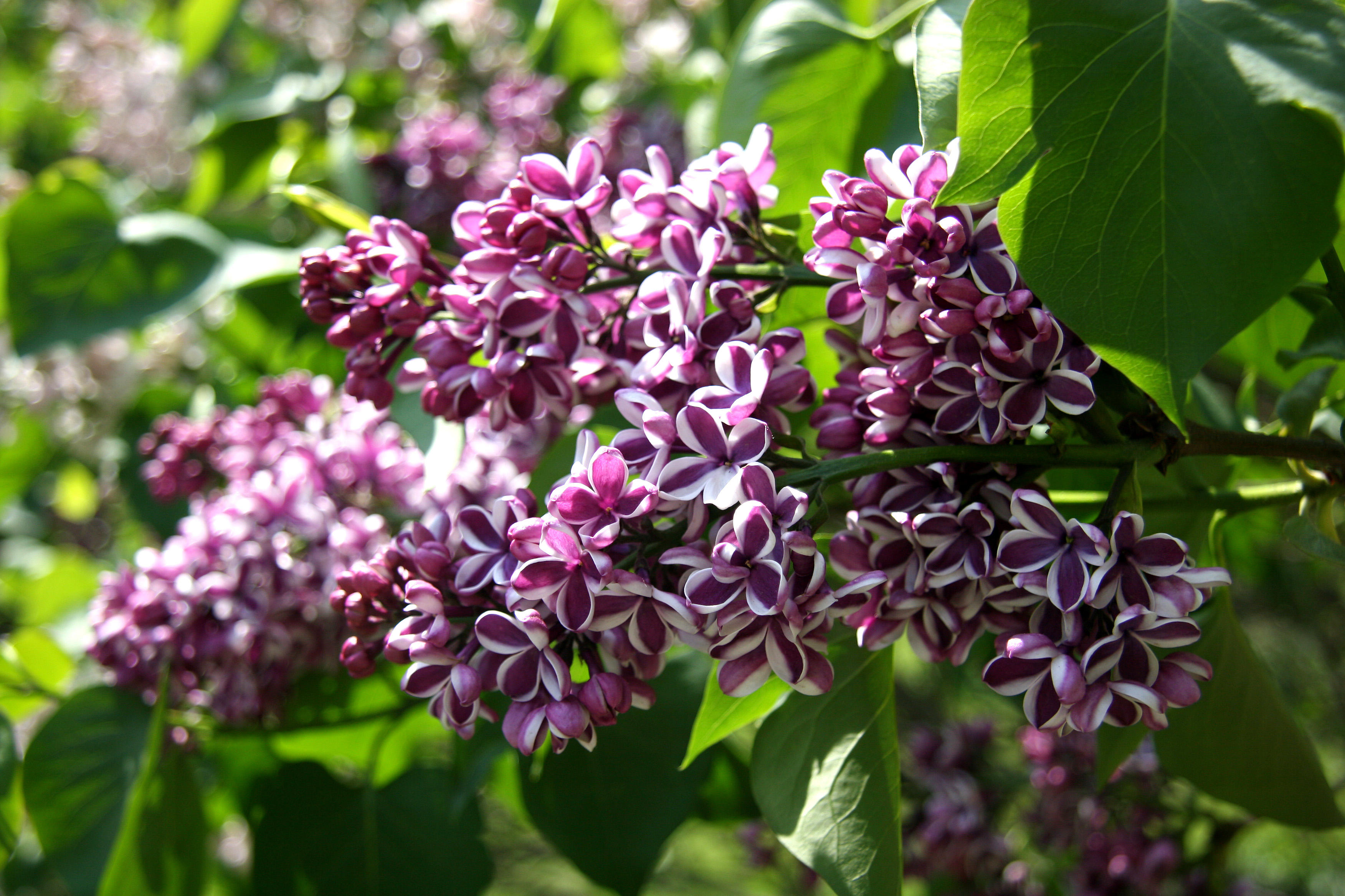 Lilac Blossoms - Westside of the Lakeshore