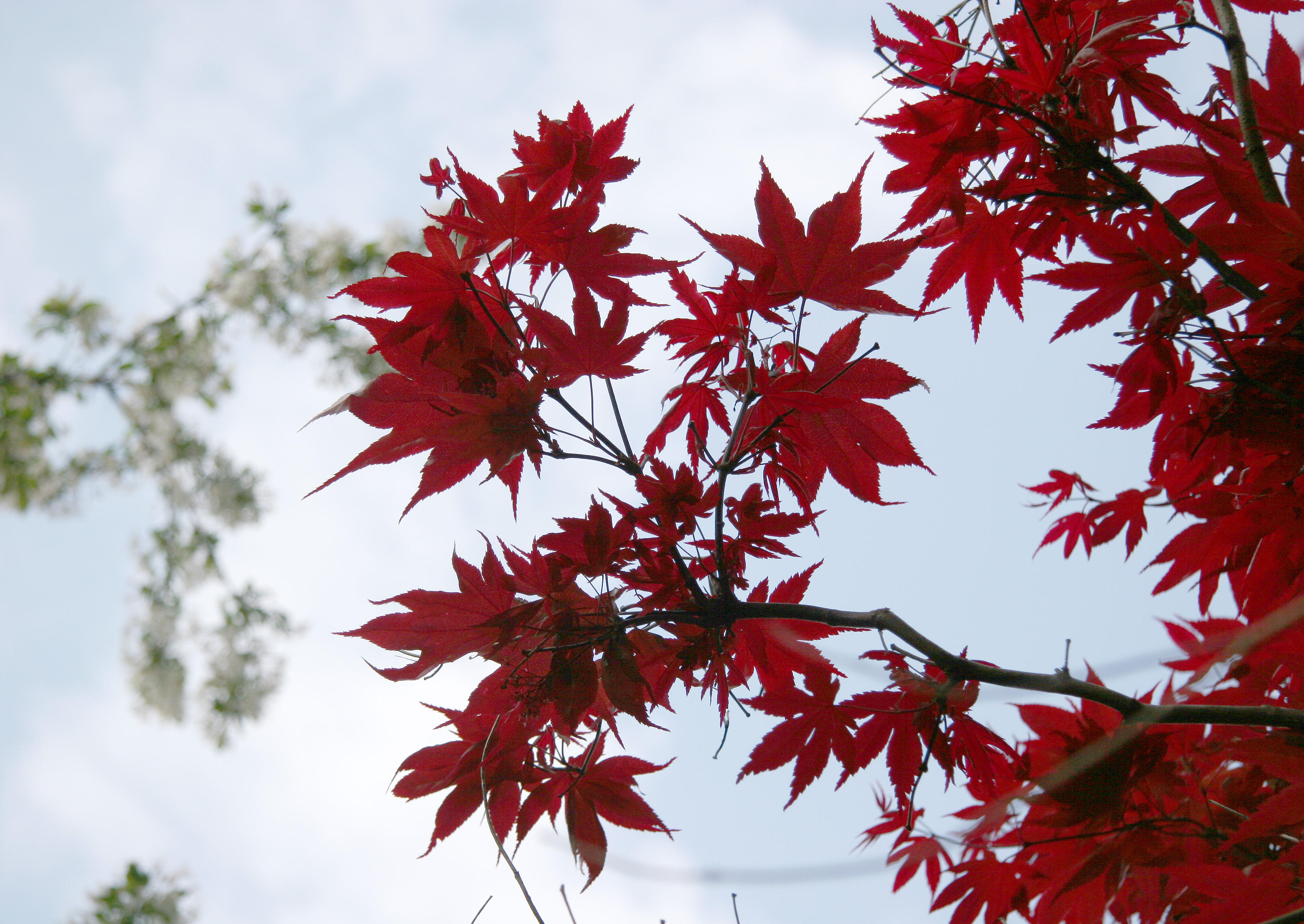 Japanese Red Leaf Maple