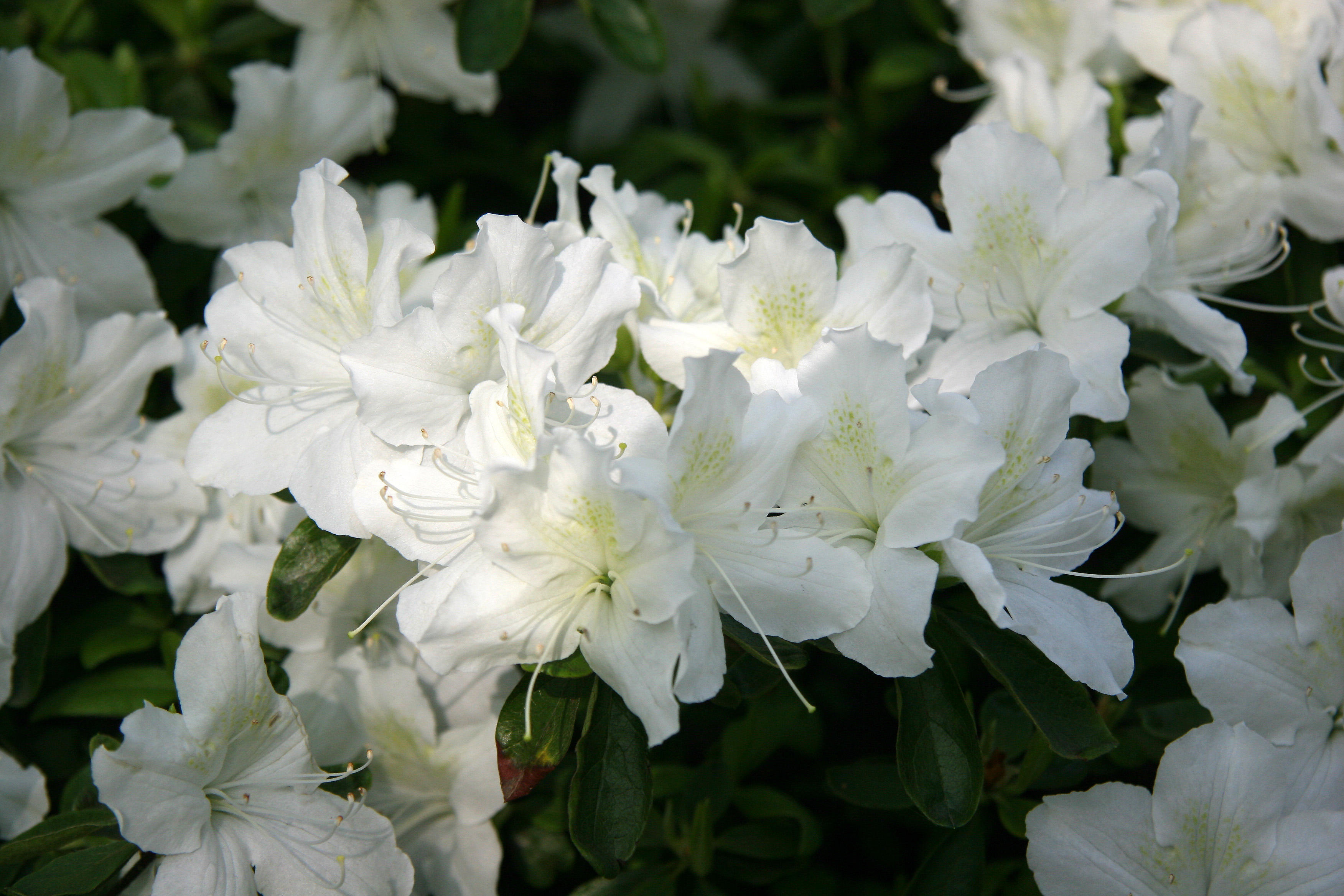 Azalea