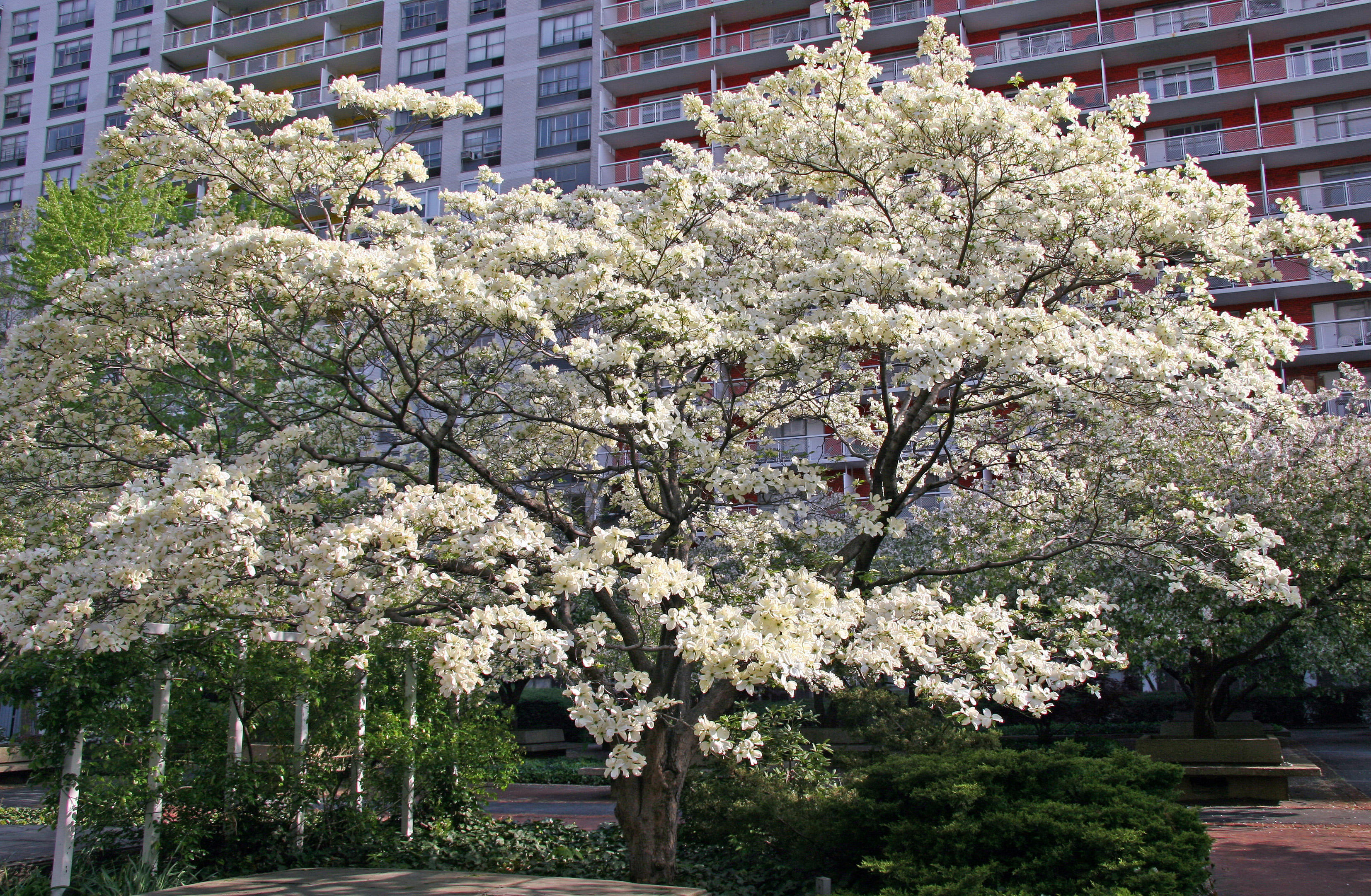 Dogwood