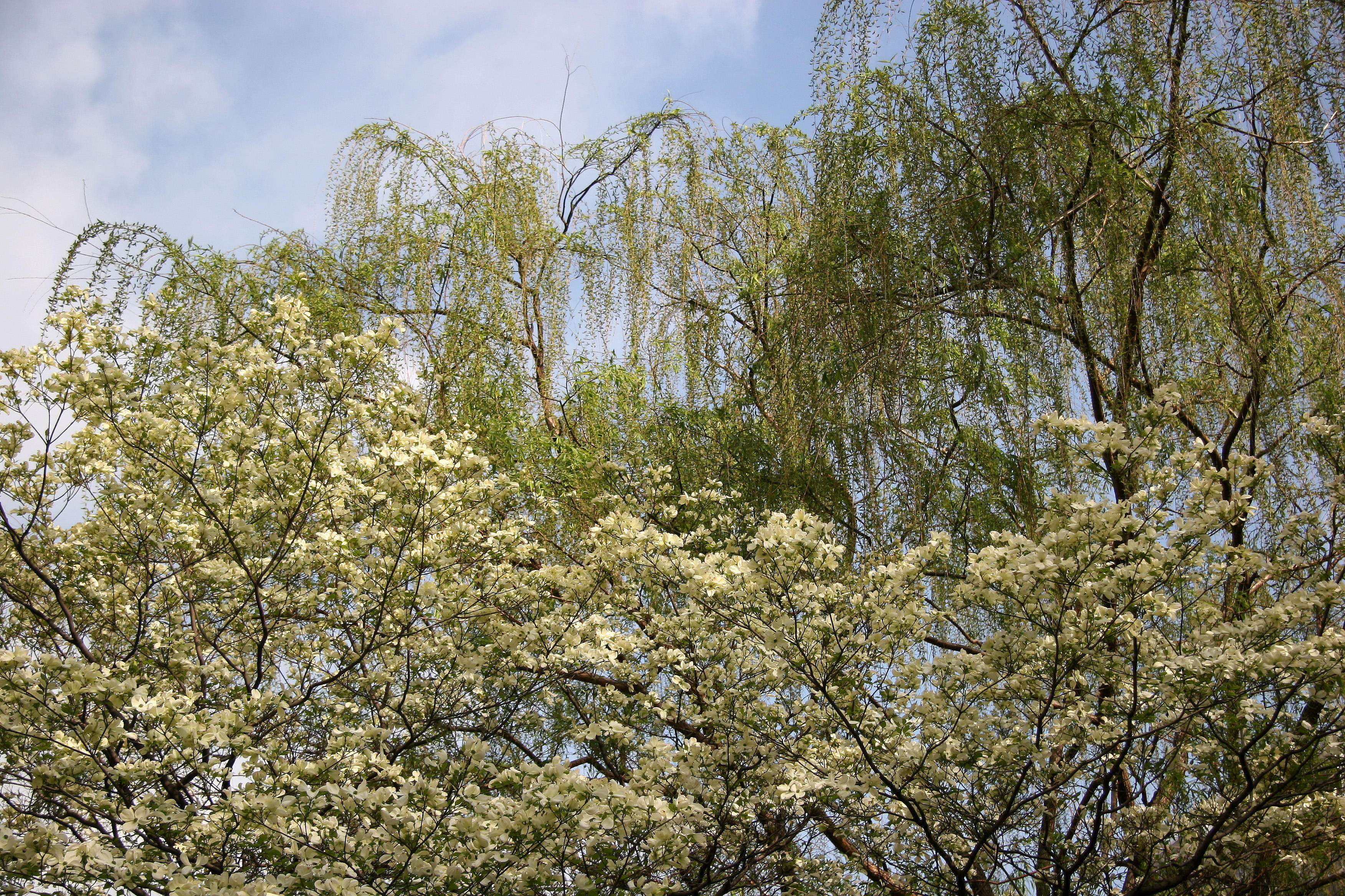 Dogwood & Willow Trees