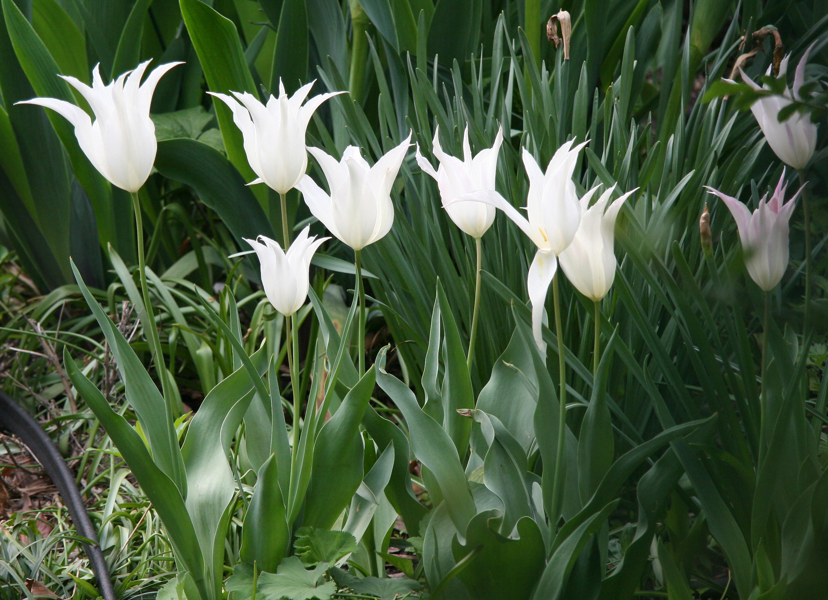 Tulips