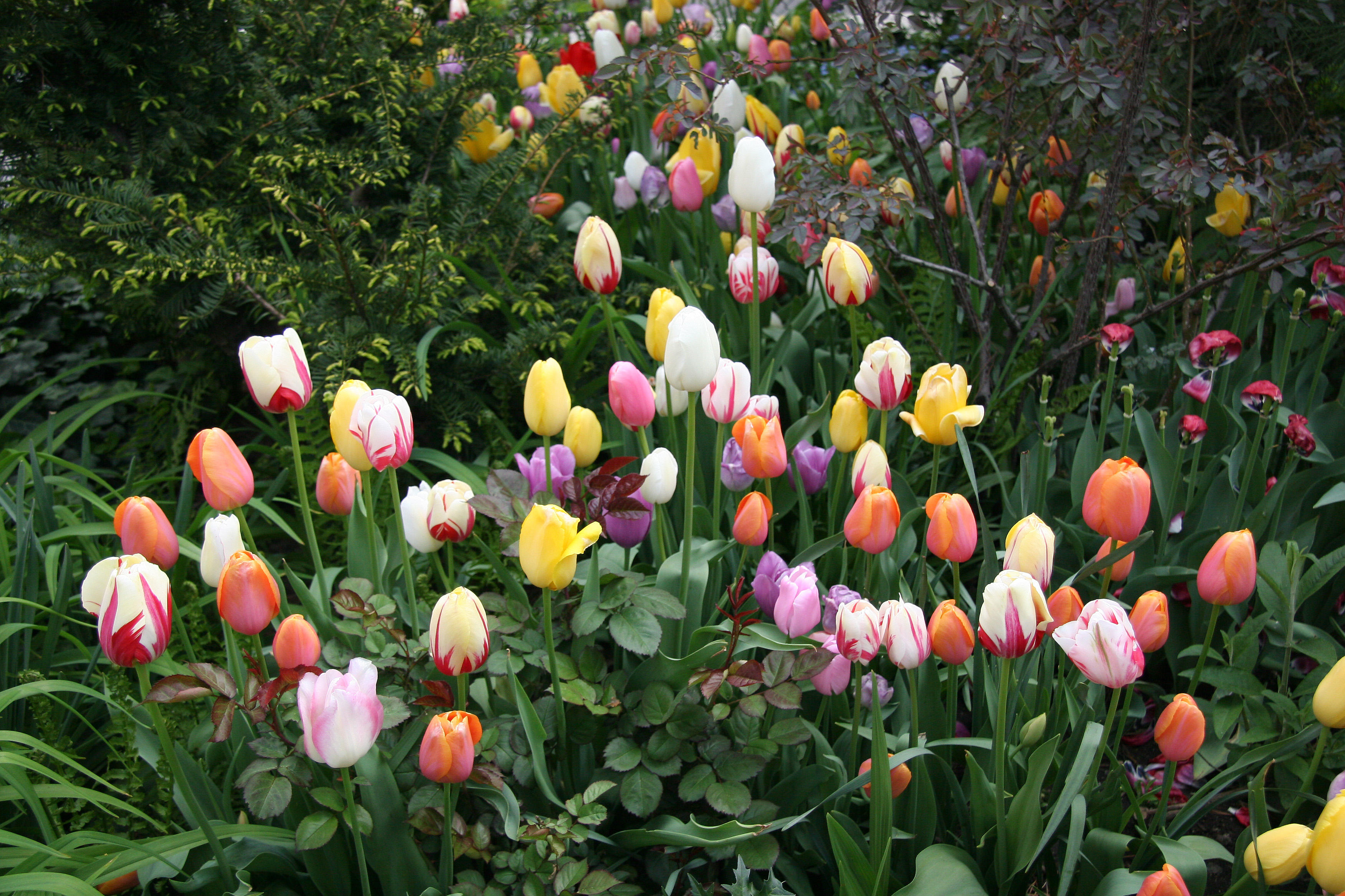 Tulips