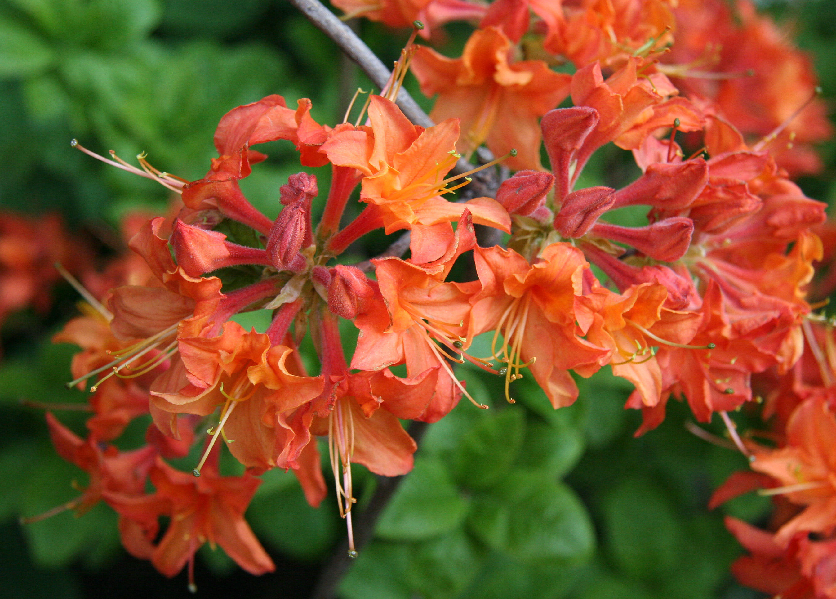 Azalea - NYU Admissions Center Garden