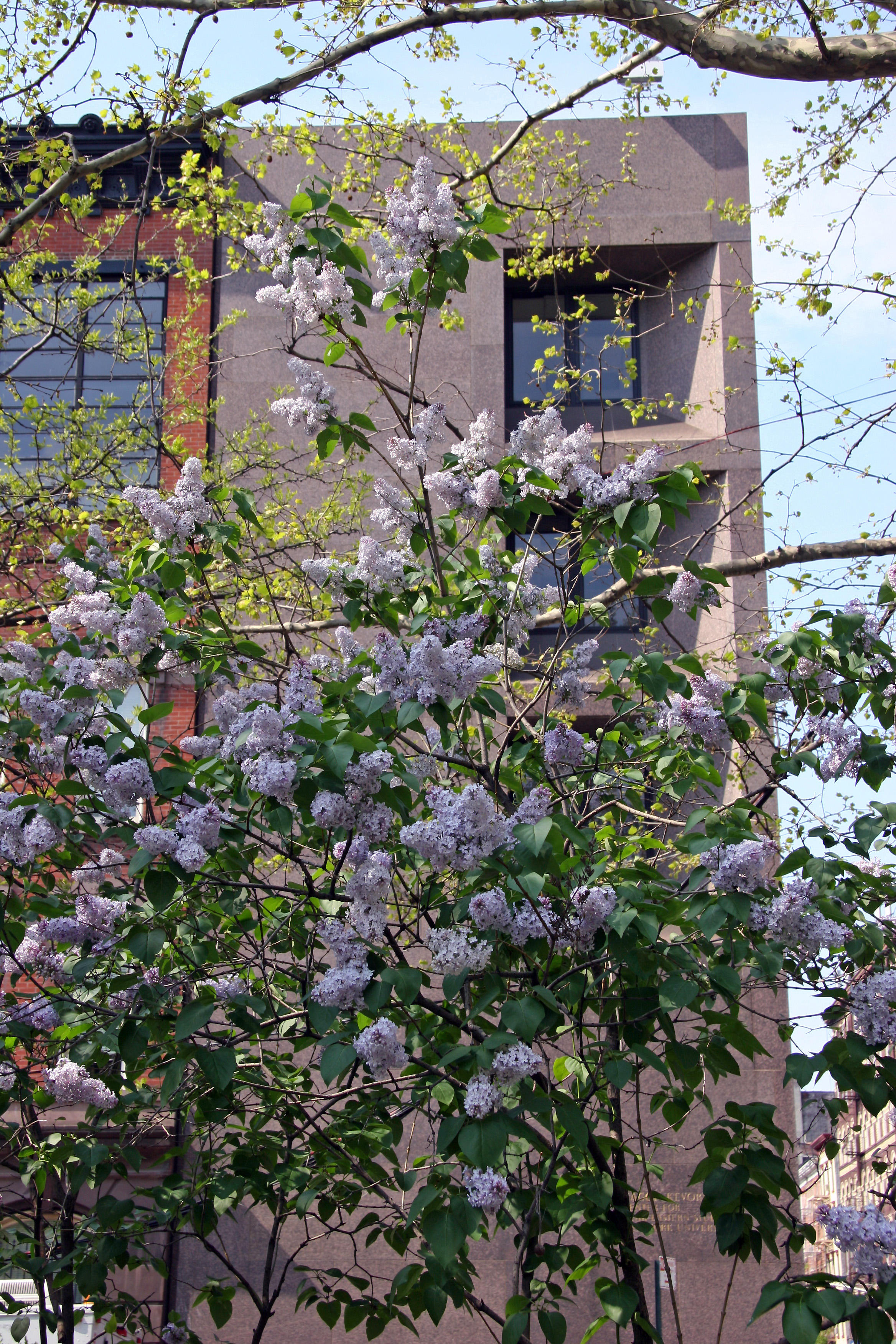 Lilac Blossoms