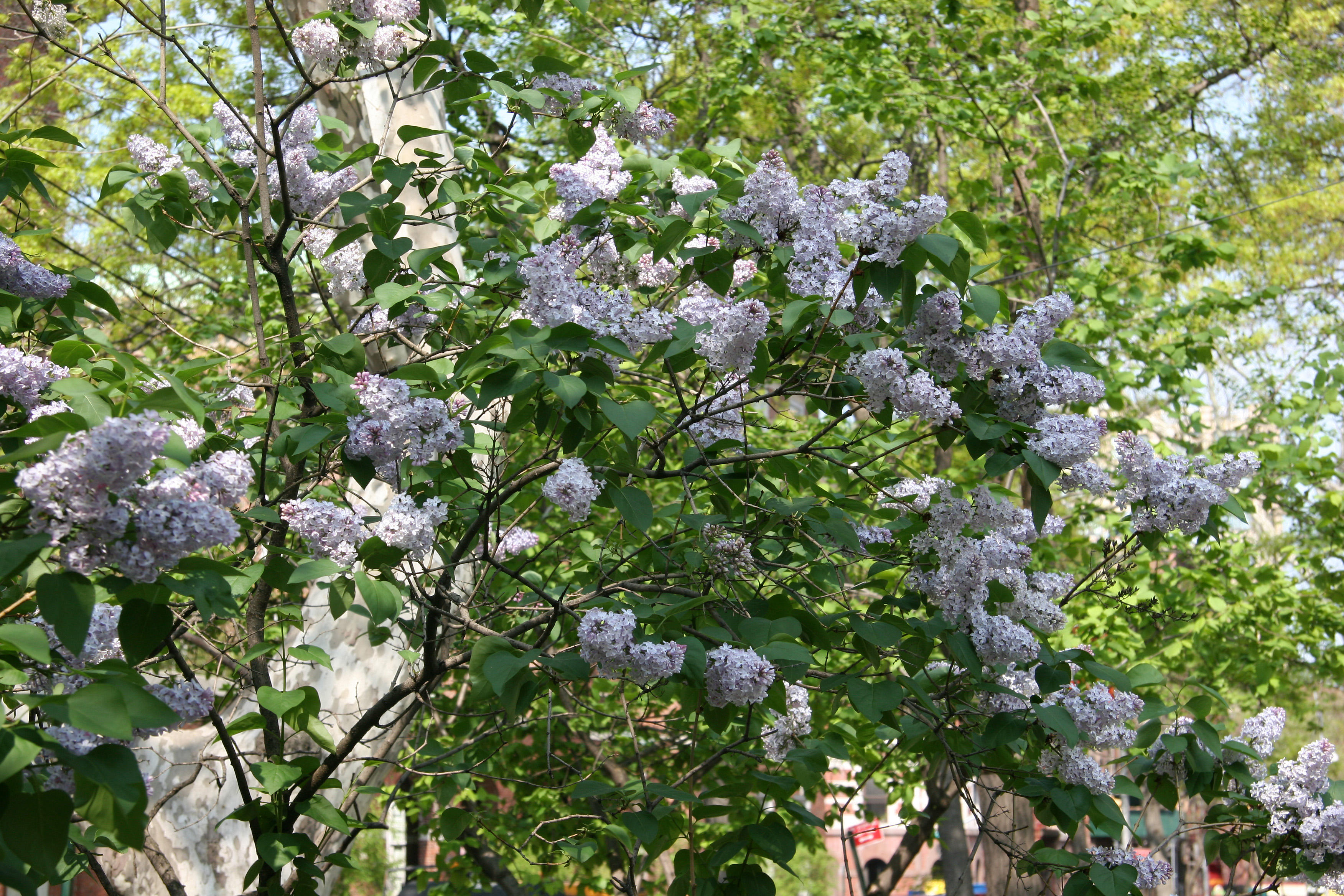 Lilac Blossoms