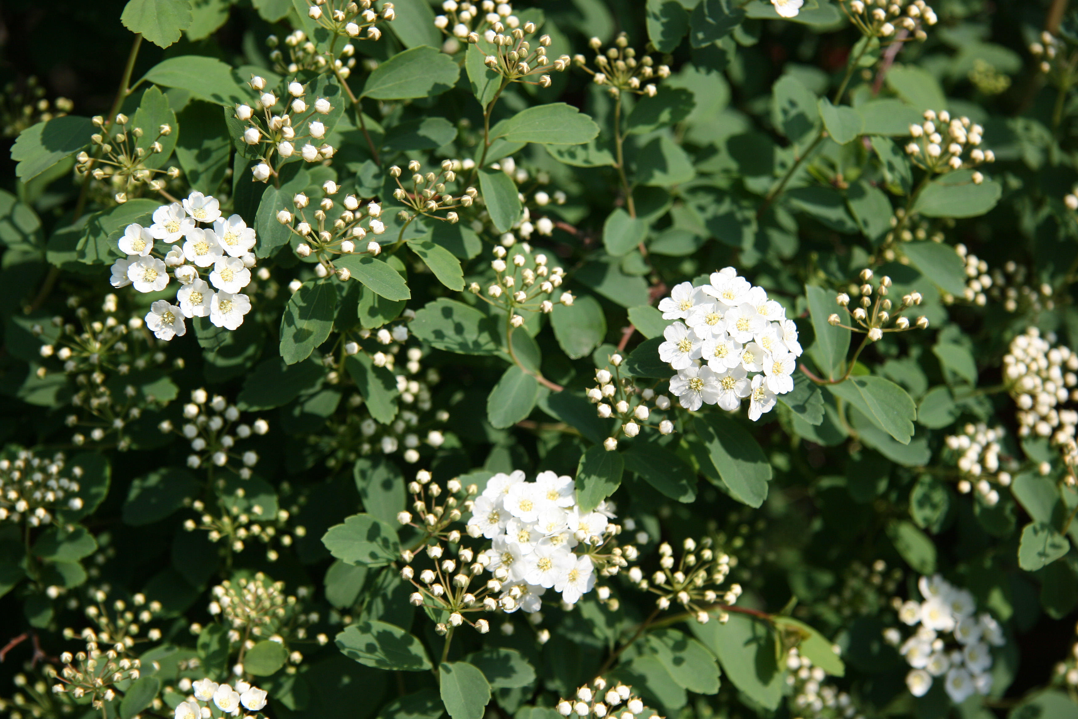 Spirea or Bridal Veil