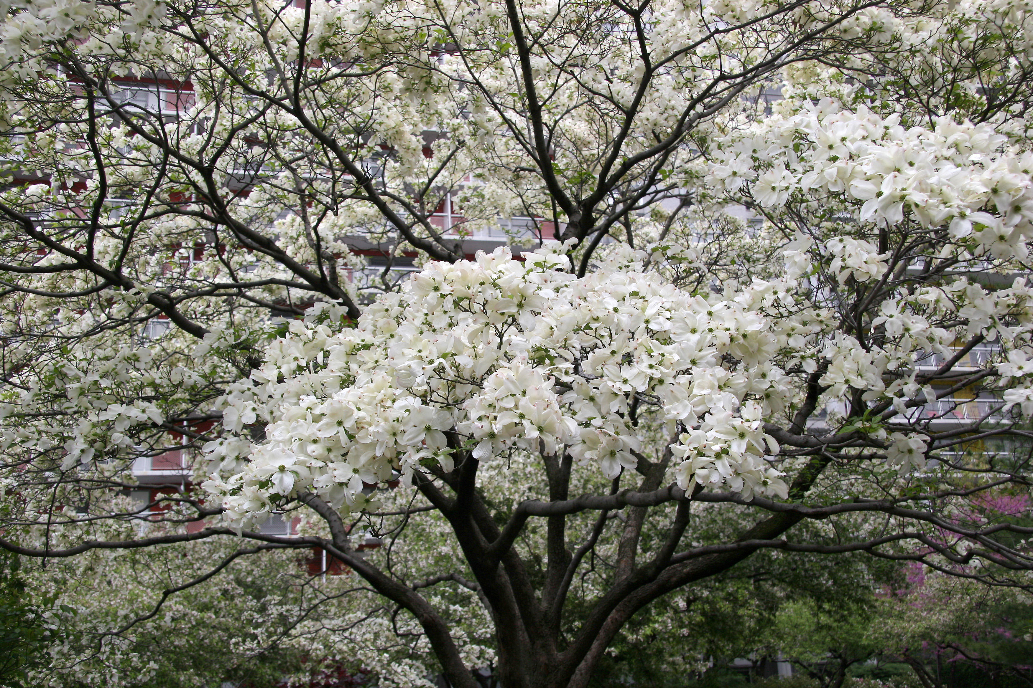 Dogwood Tree in Bloom