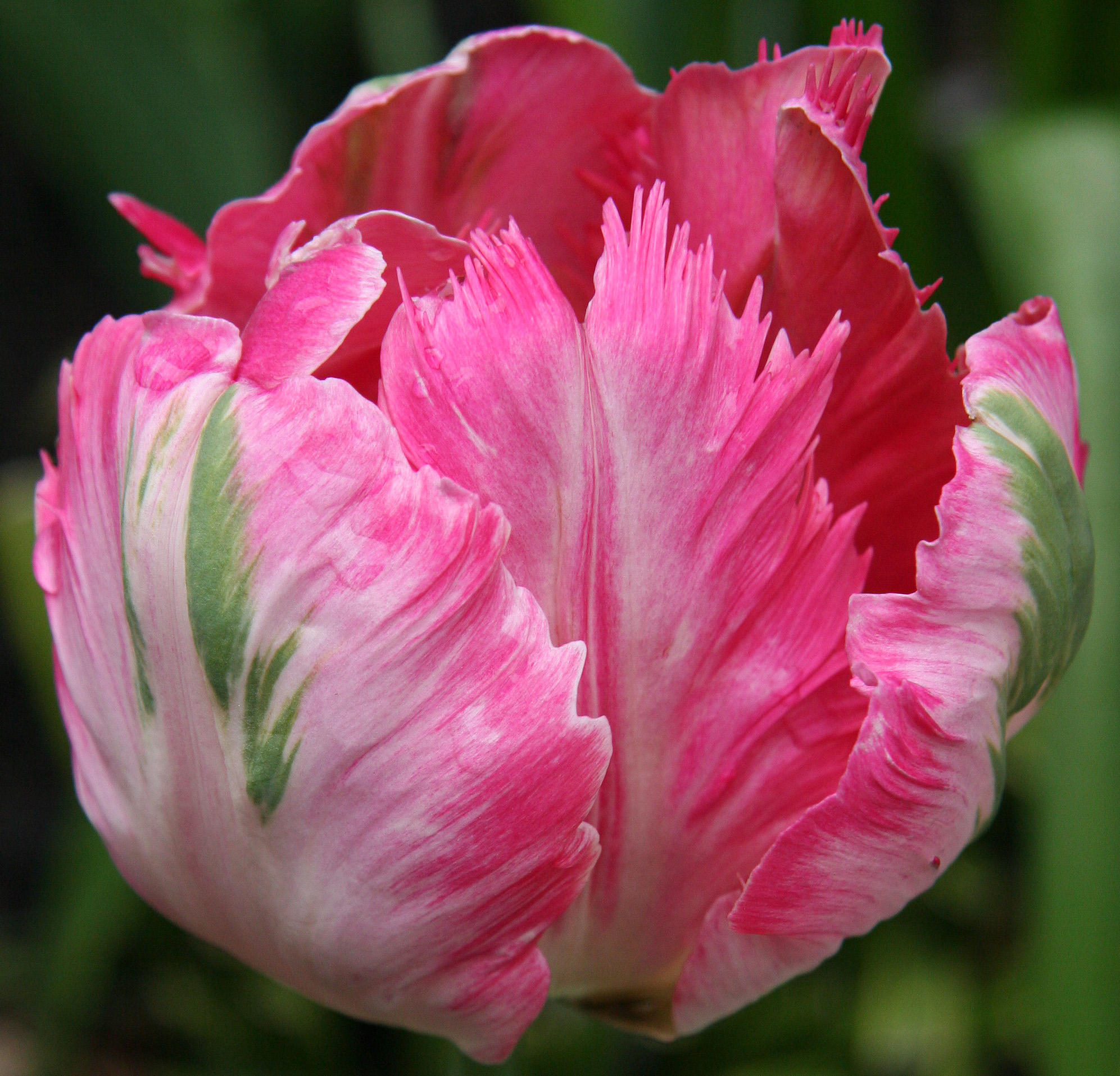 Parrot Tulip