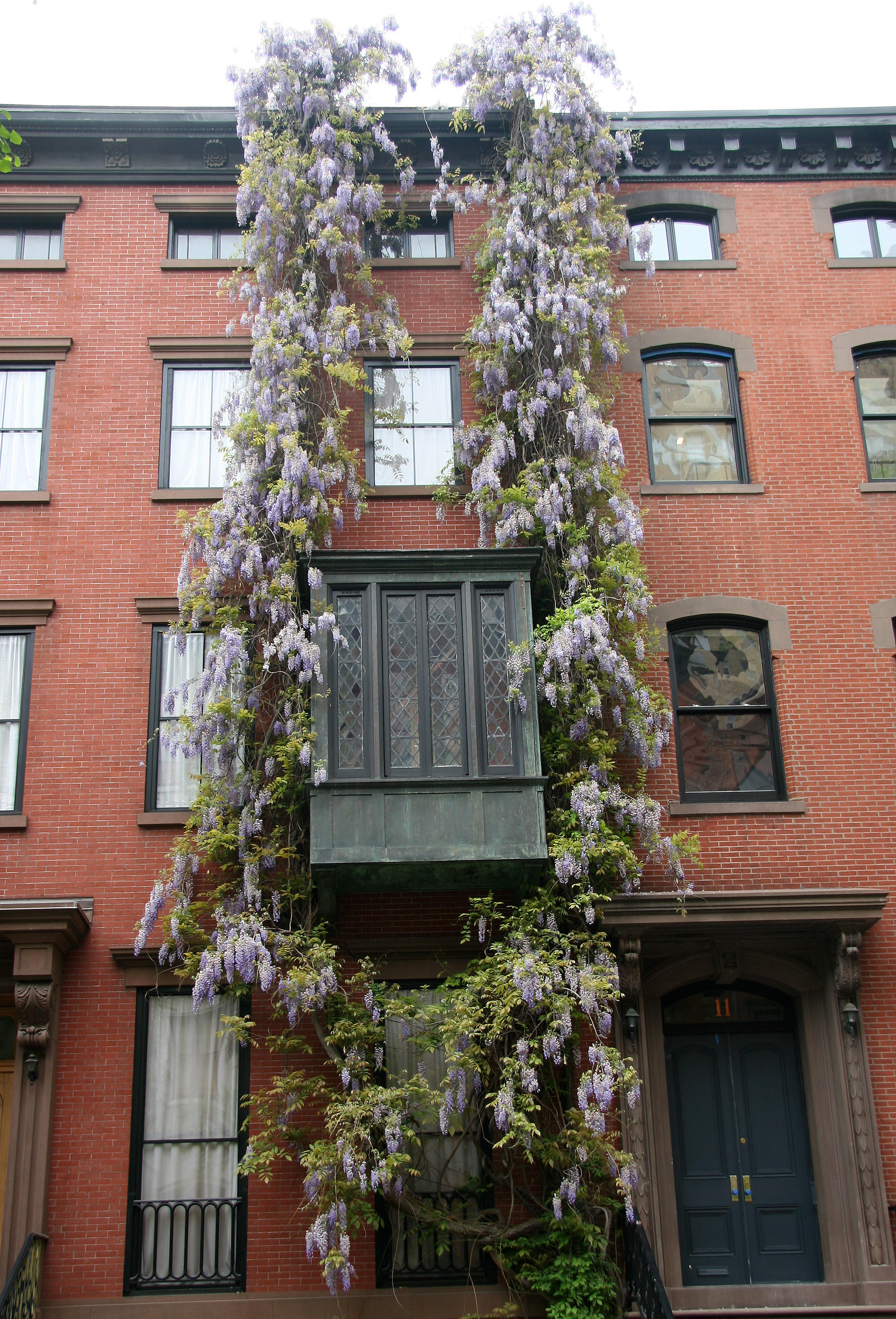 Wisteria