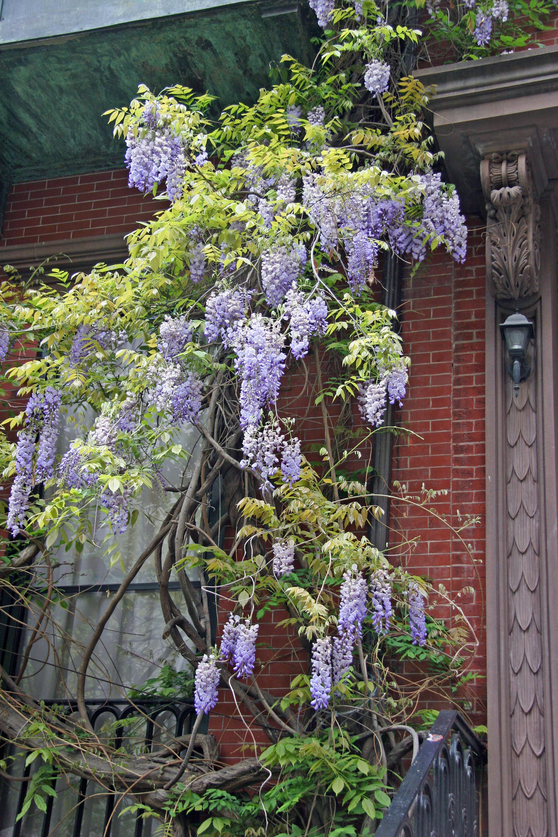 Wisteria