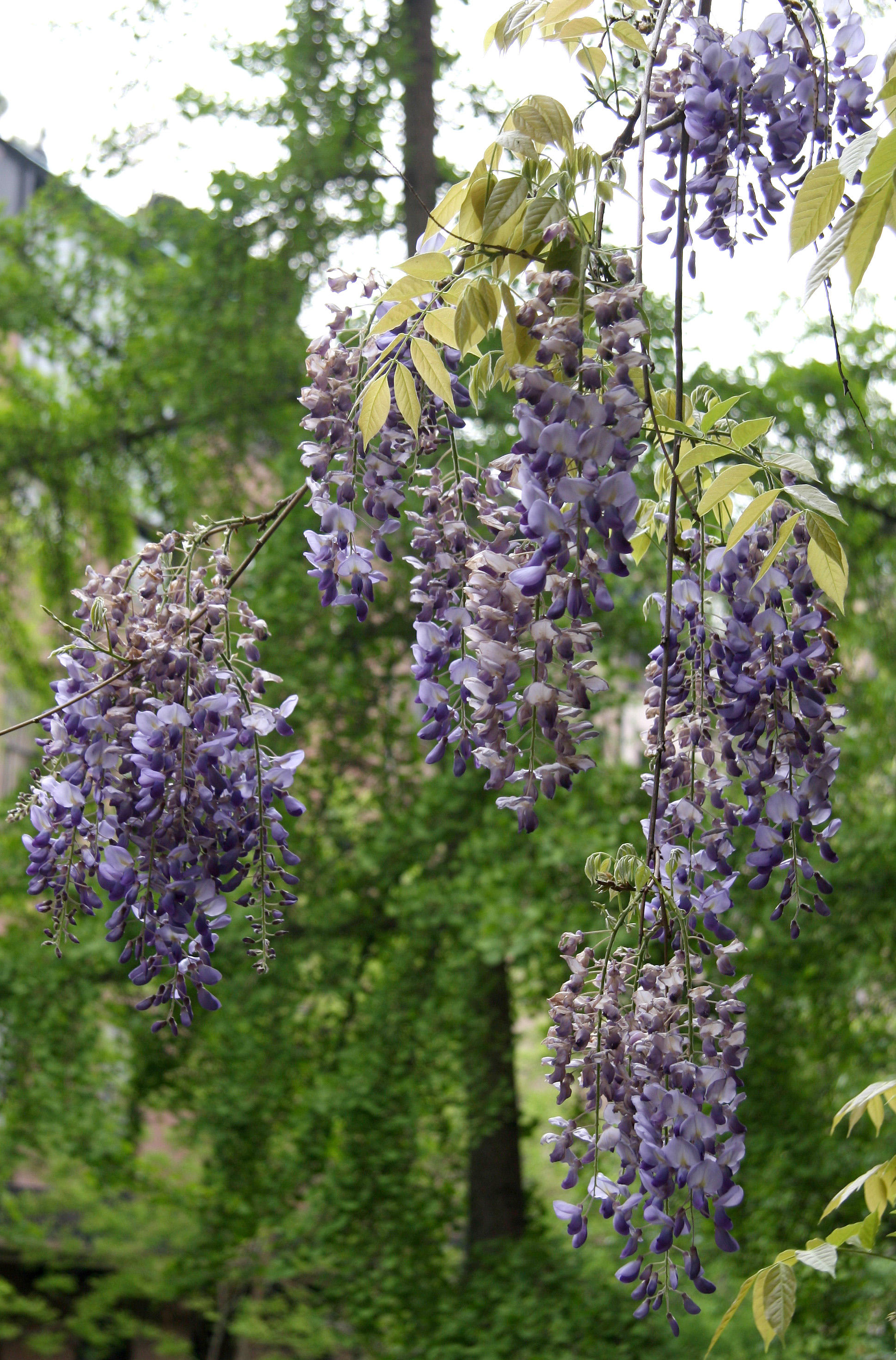 Wisteria