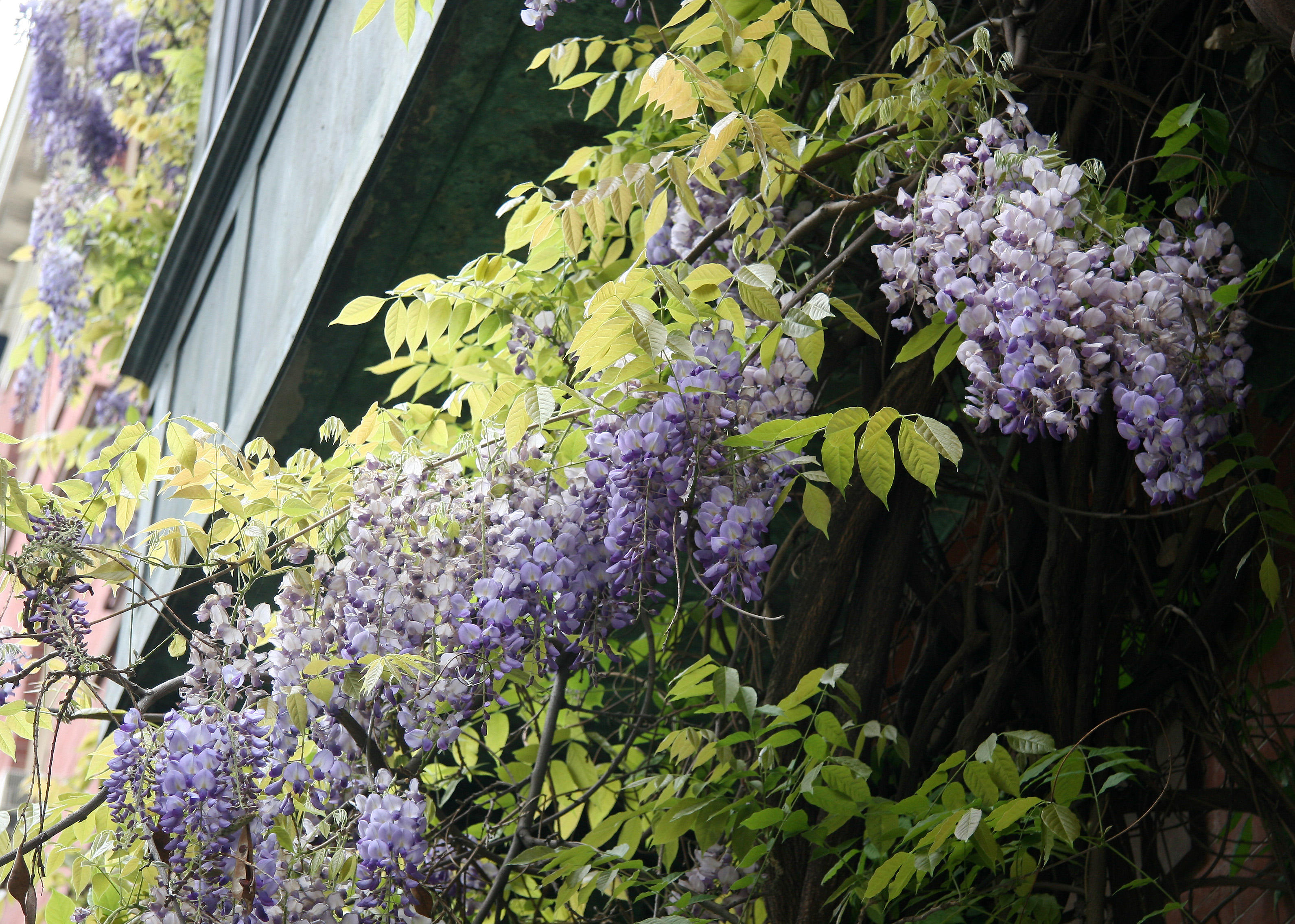 Wisteria