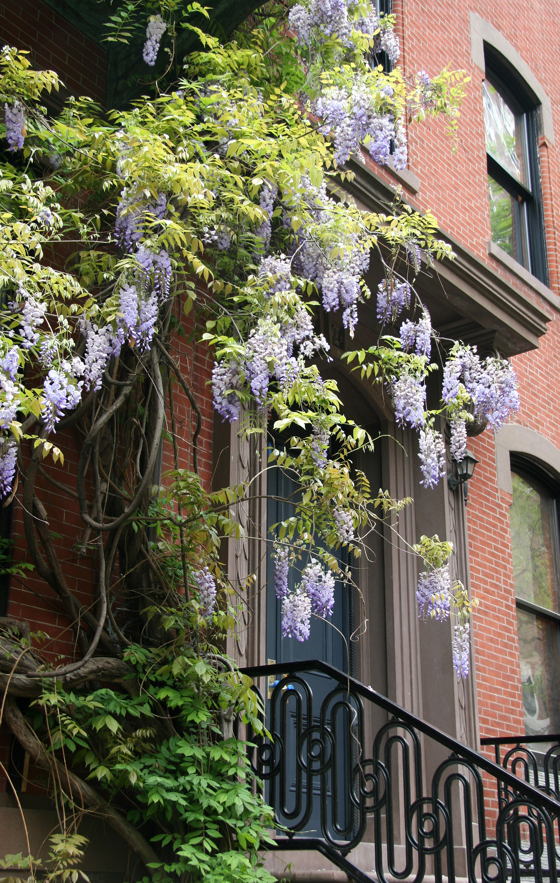 Wisteria