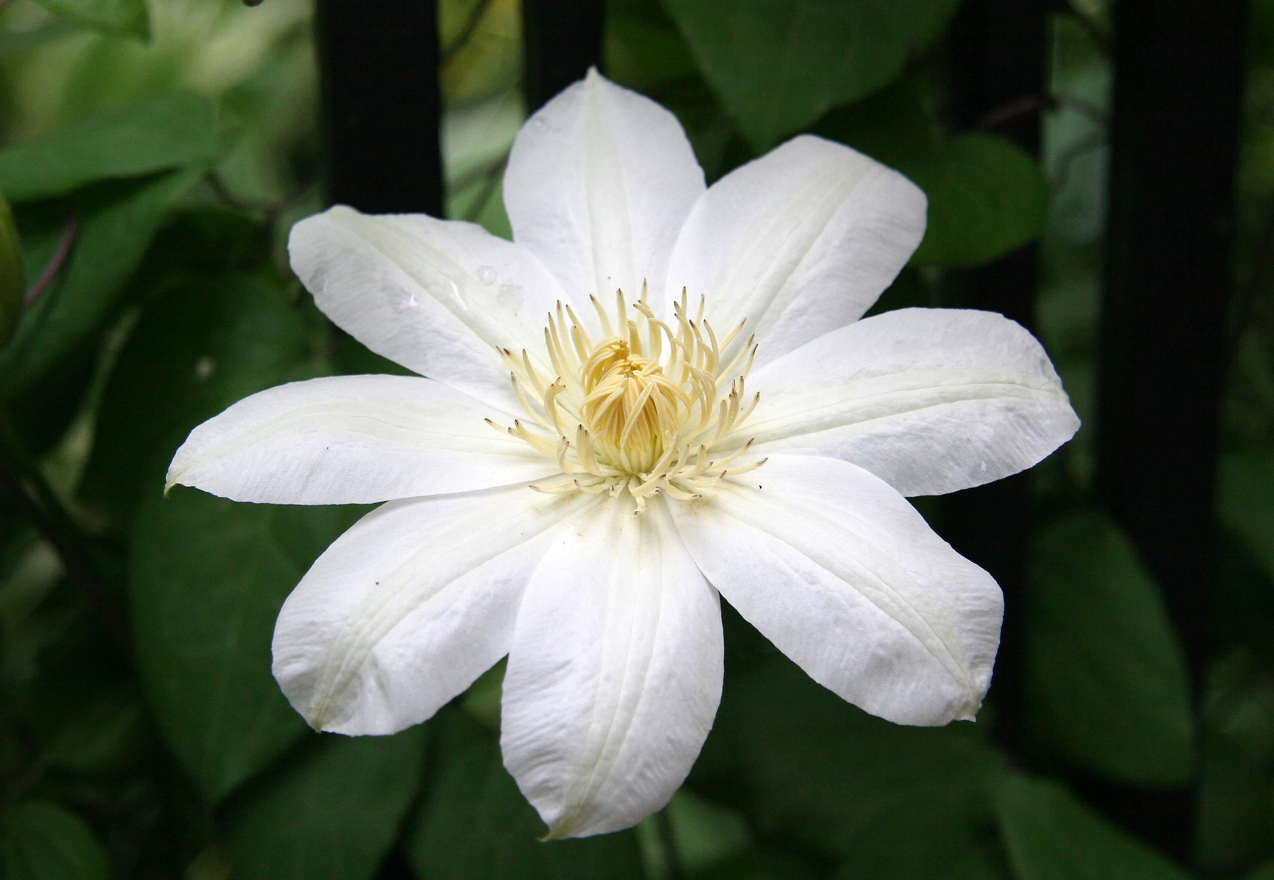 Clematis