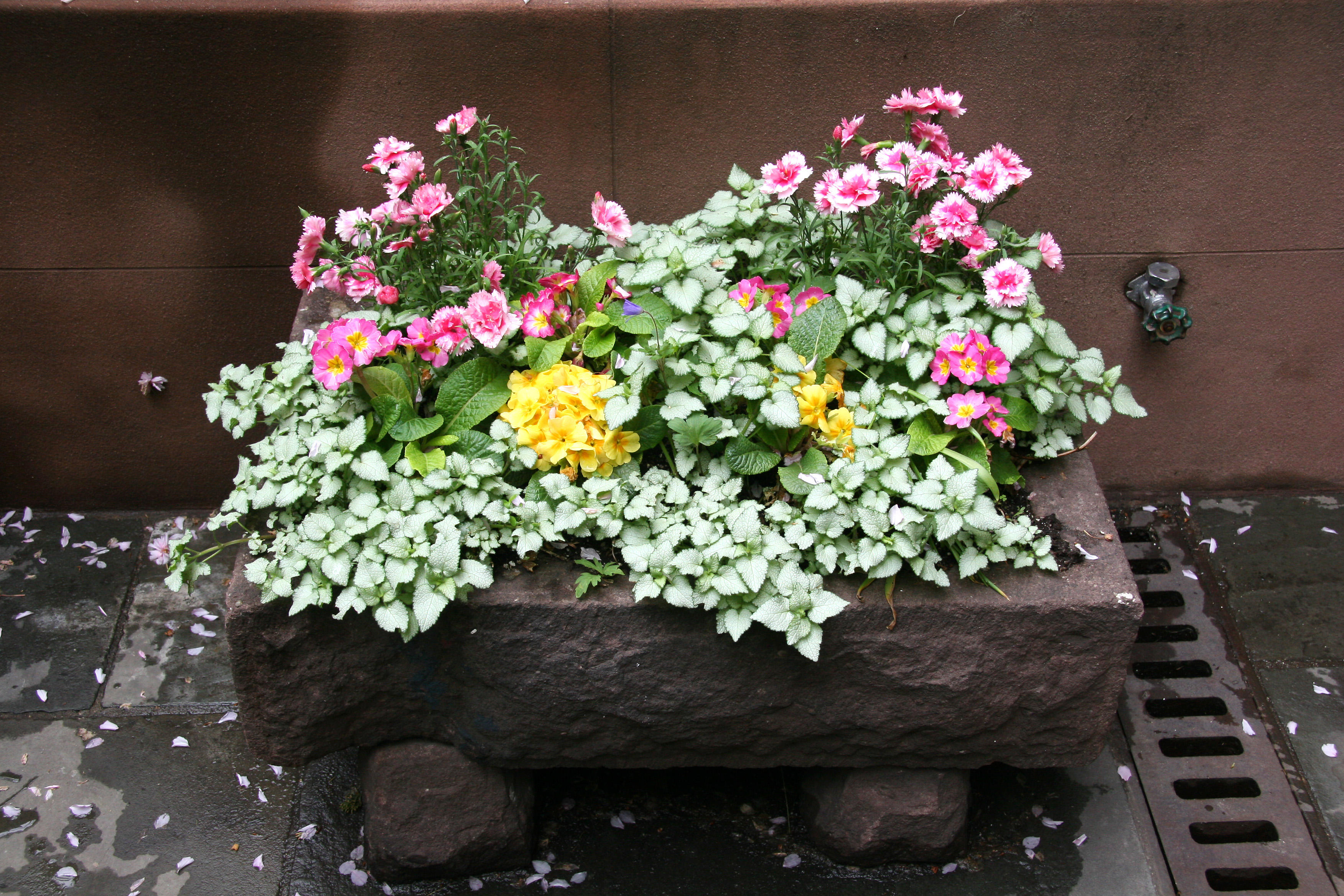 Miniature Garden Arrangement