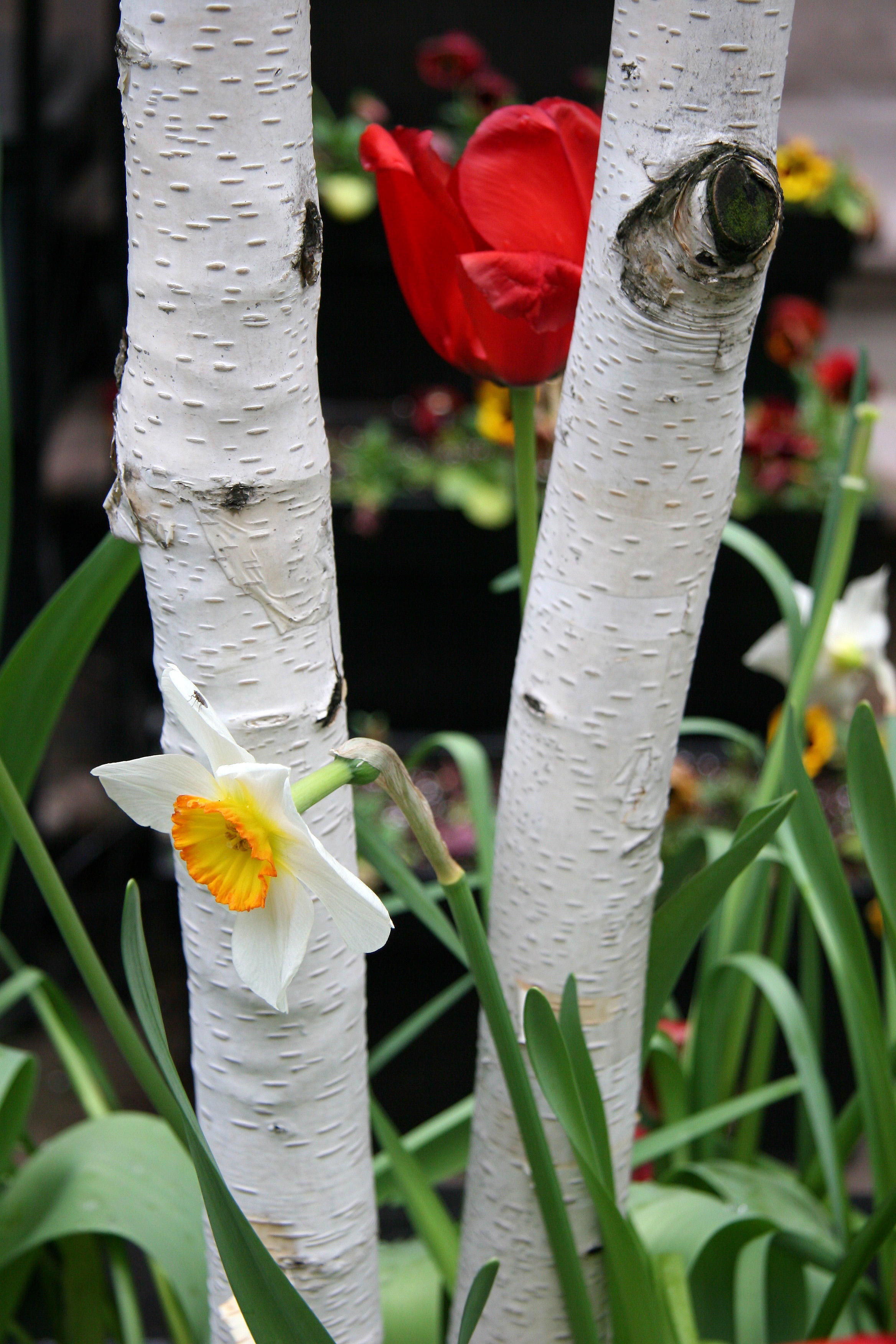 Daffodil, Birch & Tulip