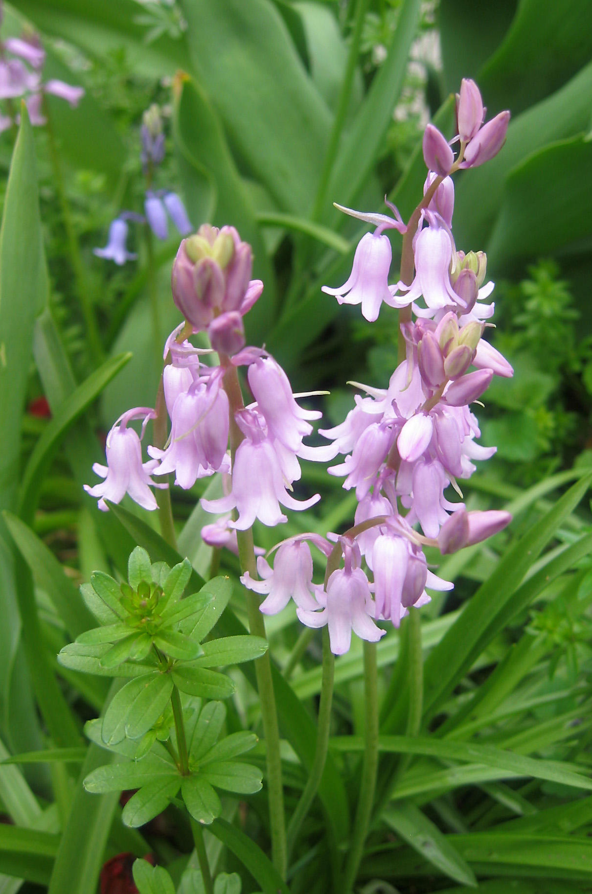 Lavender Blue Bells