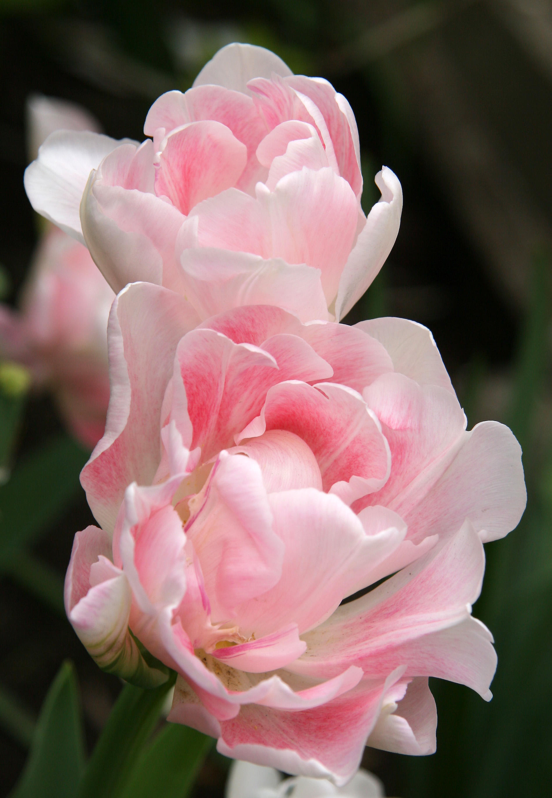 Pink Tulips