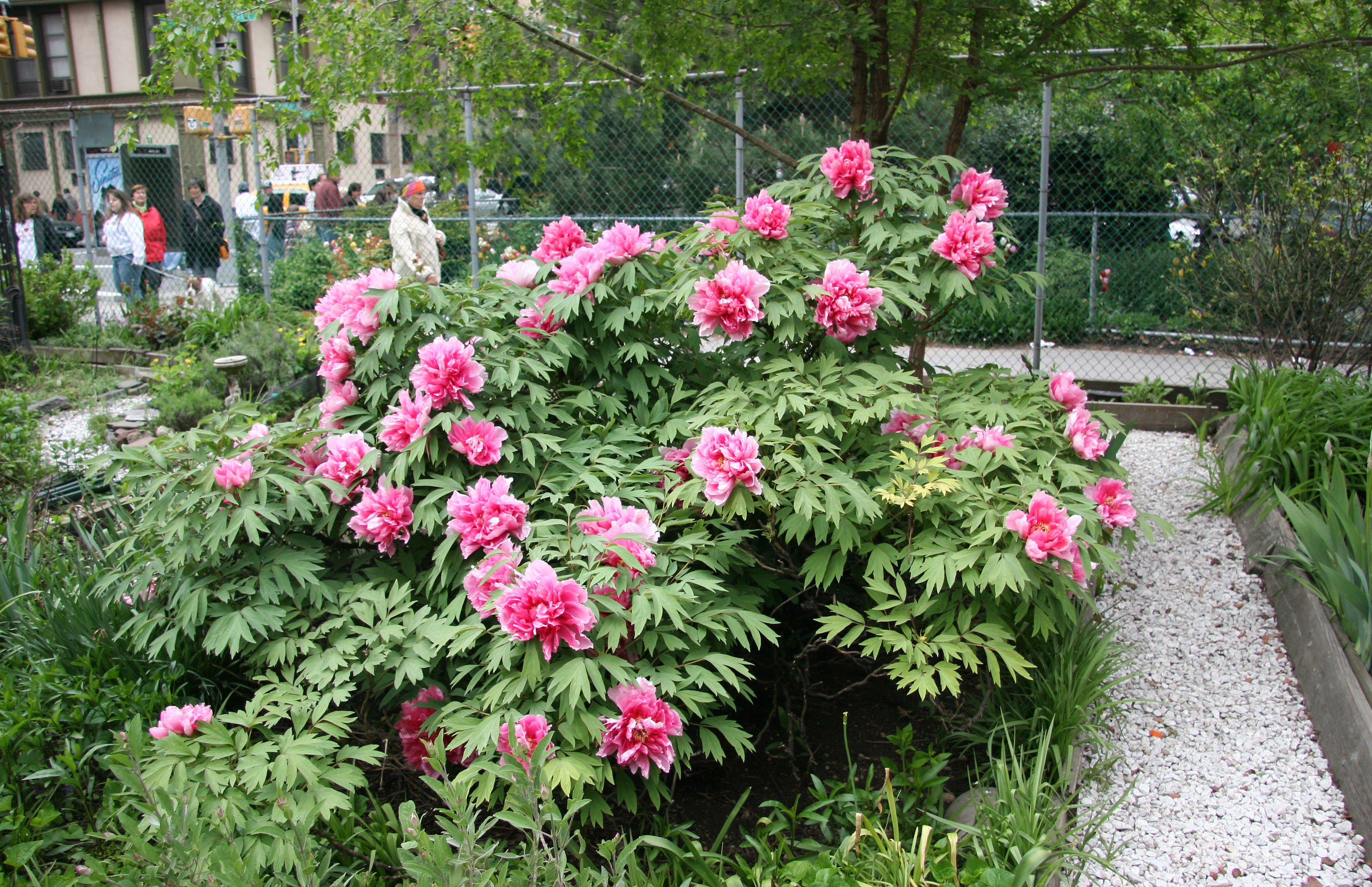 Garden View - Peonies