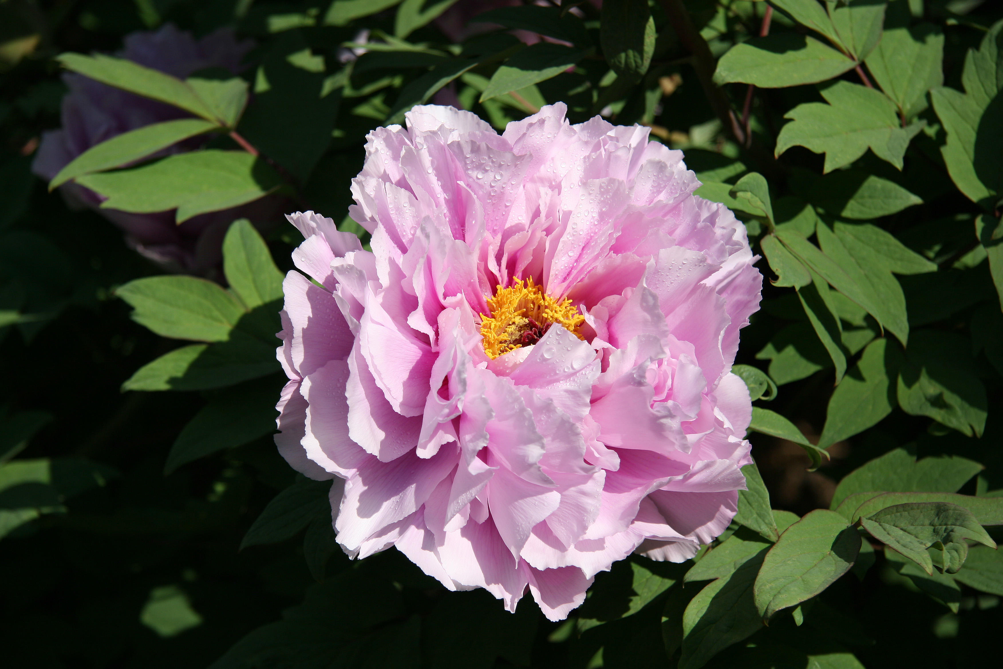 Peony Blossoms