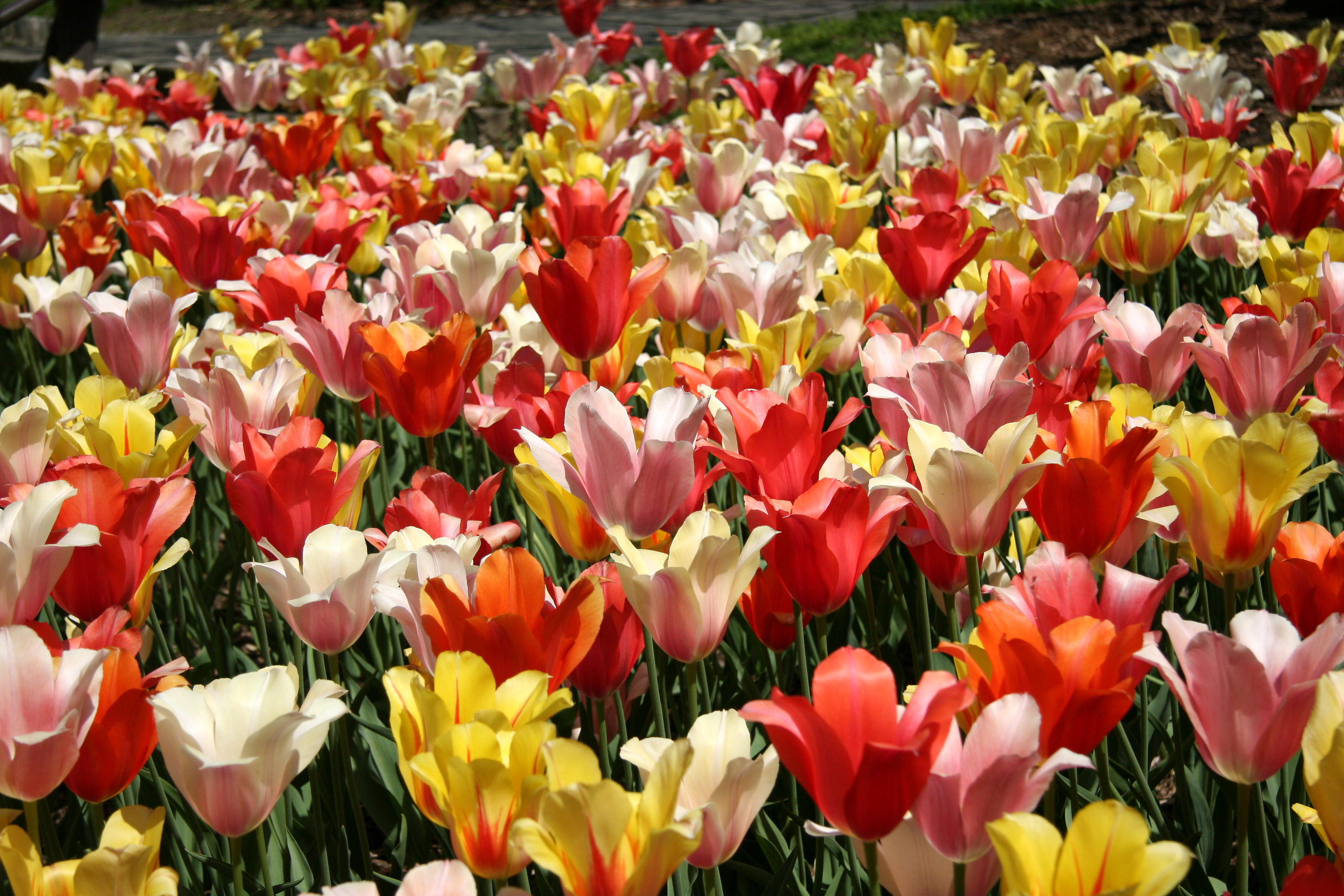 Tulips