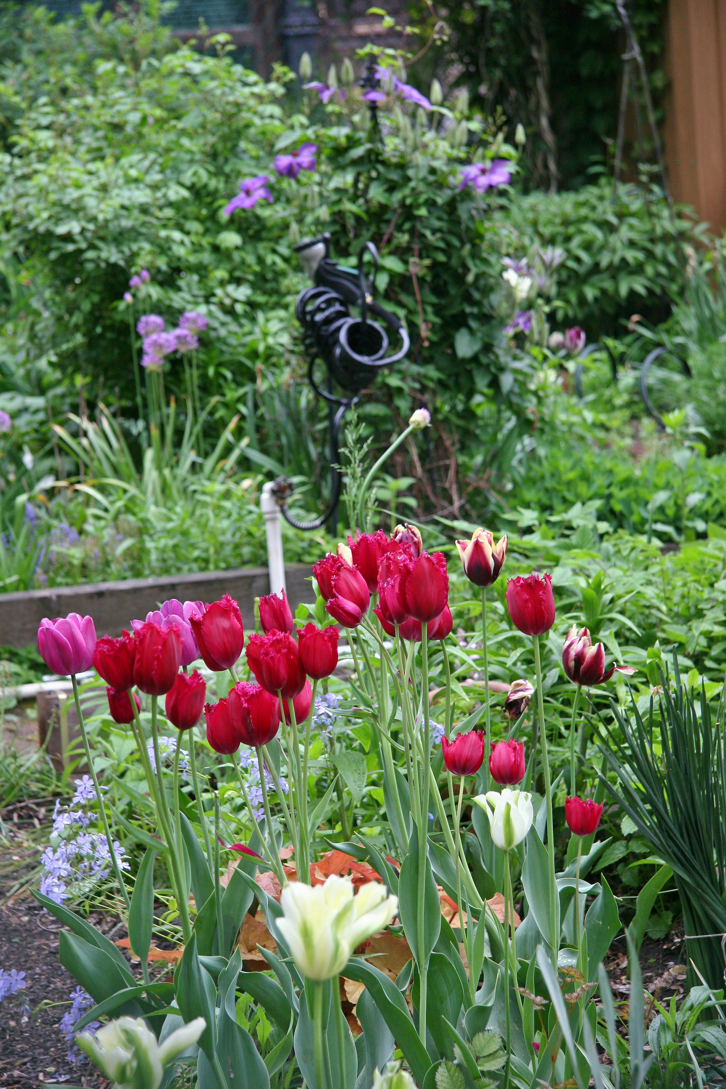 Garden View - Tulips