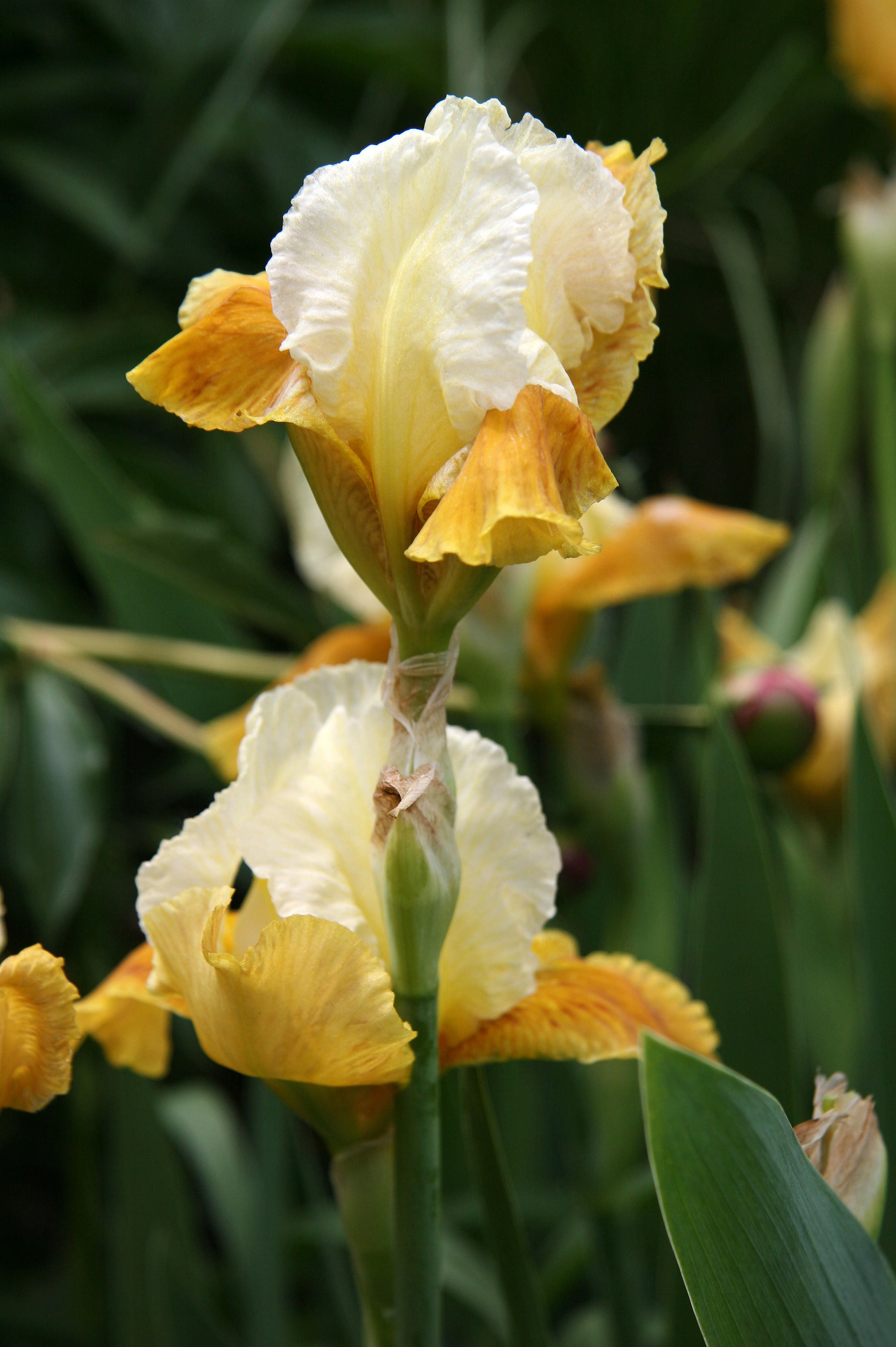 Iris