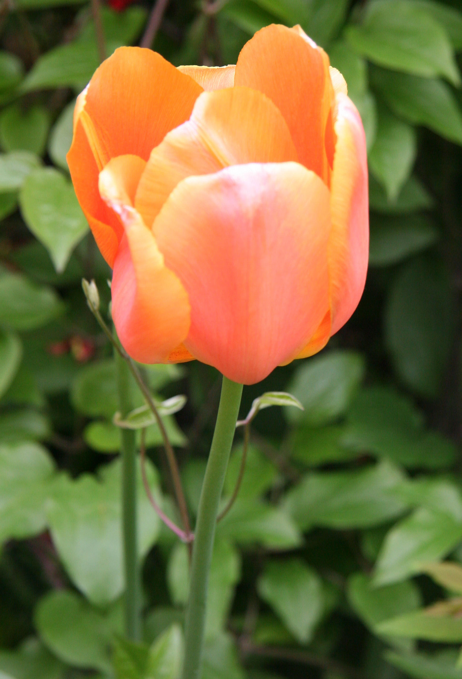 Tulip