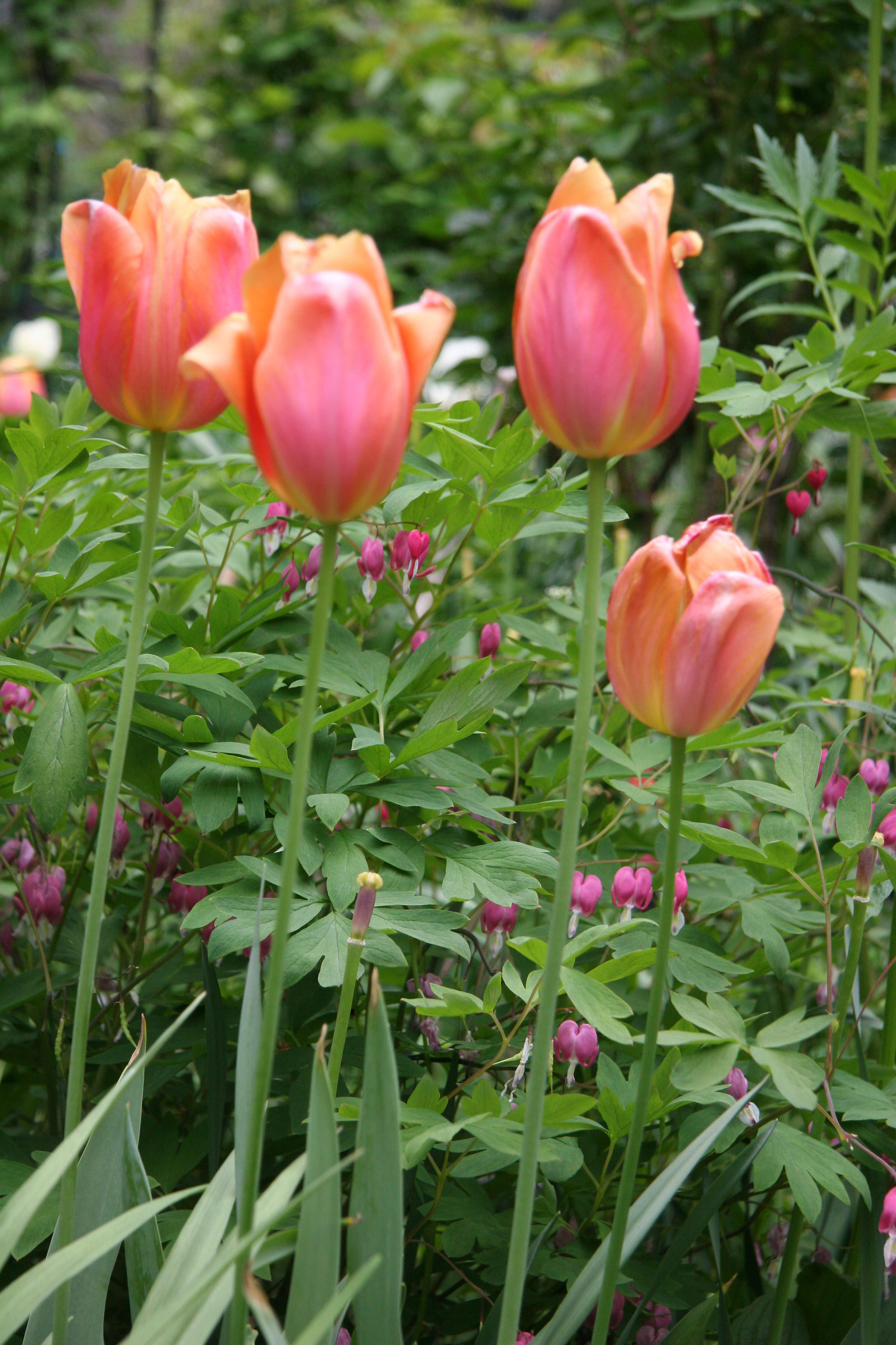 Tulips