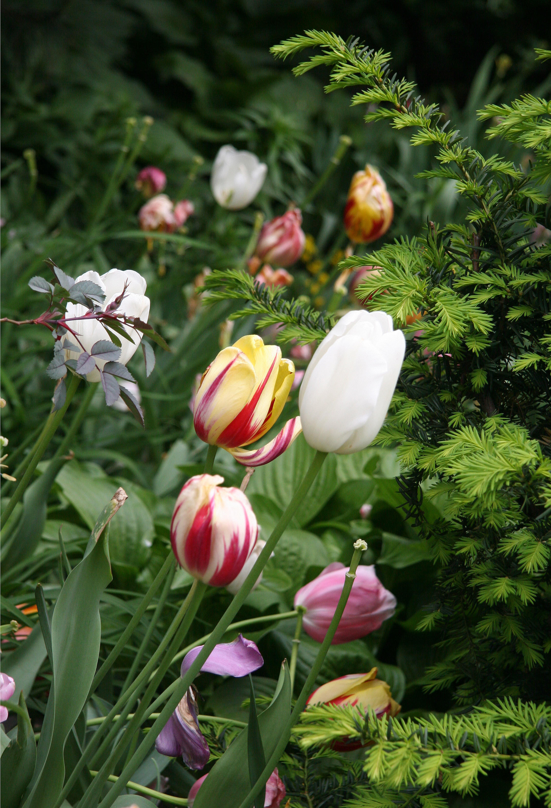 Tulips
