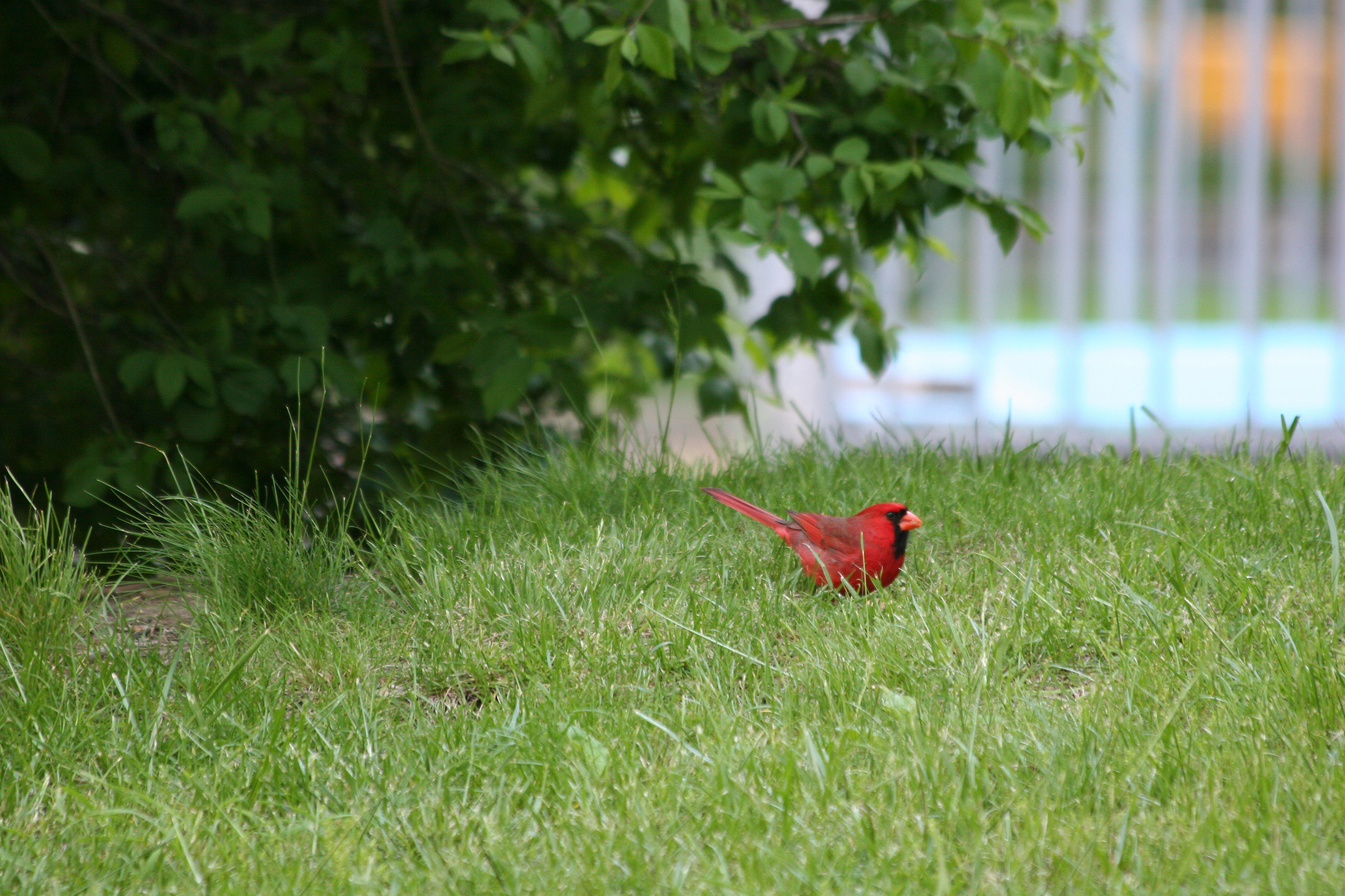 Cardinal in Grass