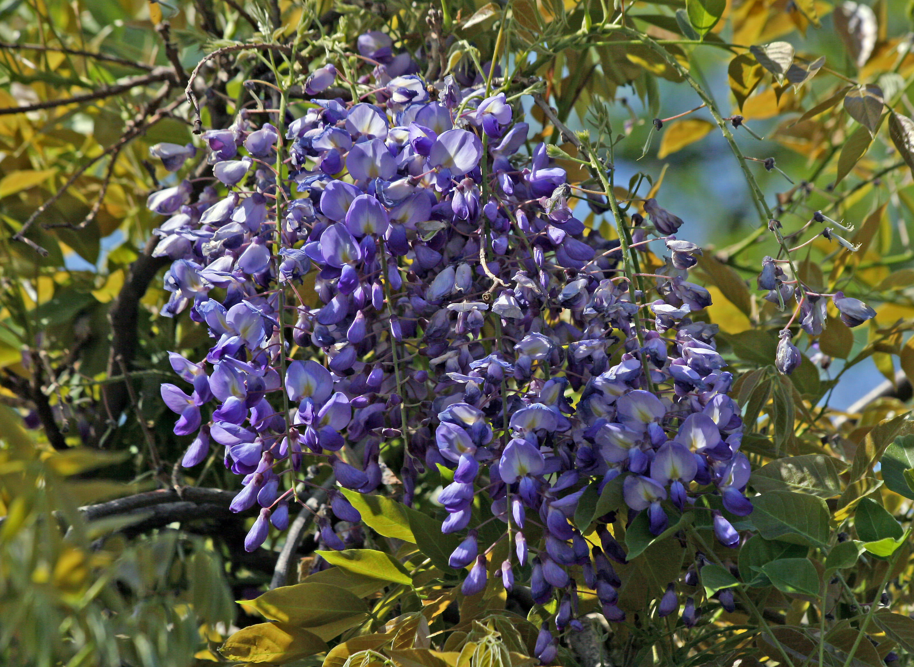 Wisteria at Belvedere Castle