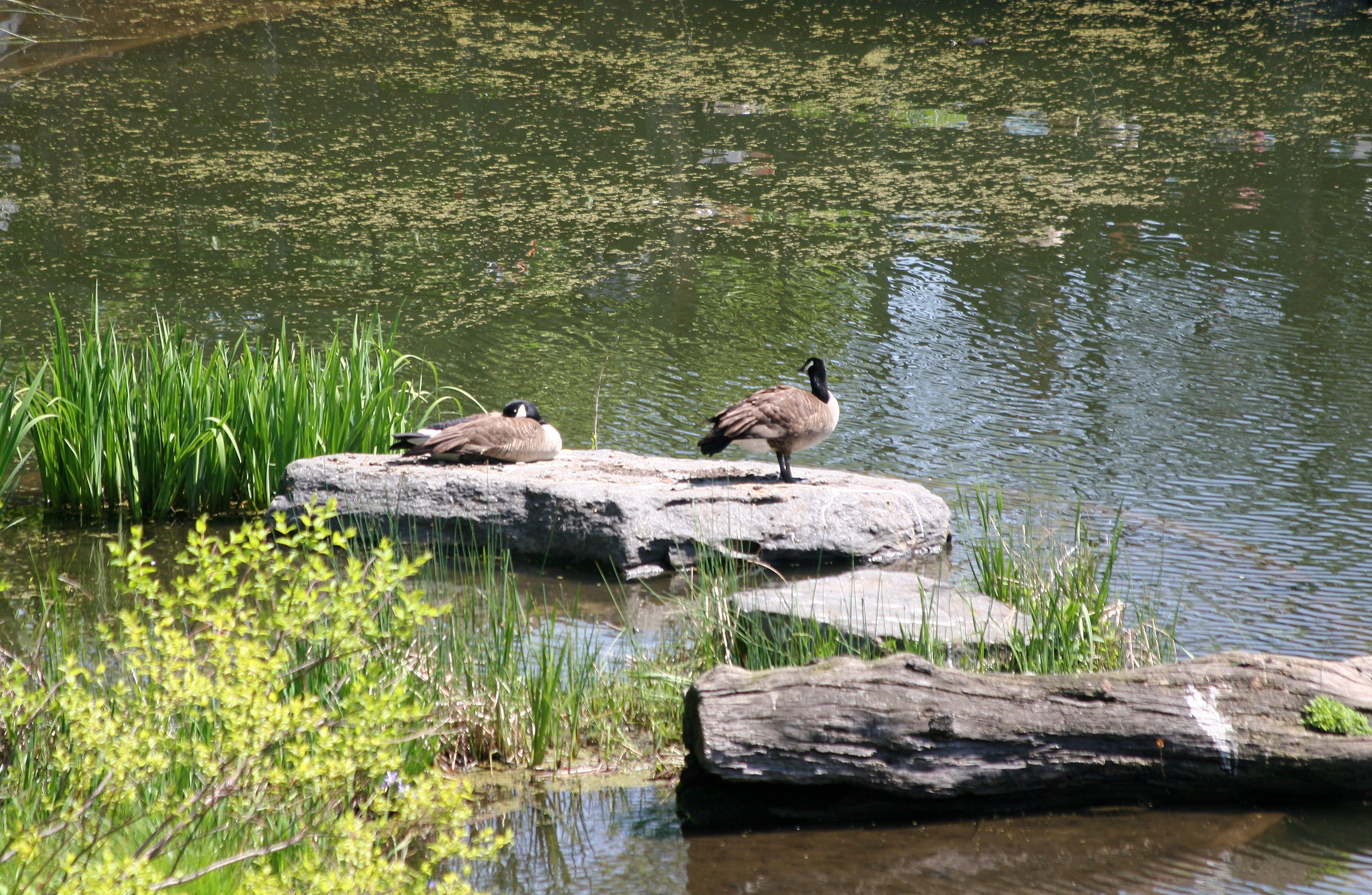 Canadian Geese at Turtle Pone