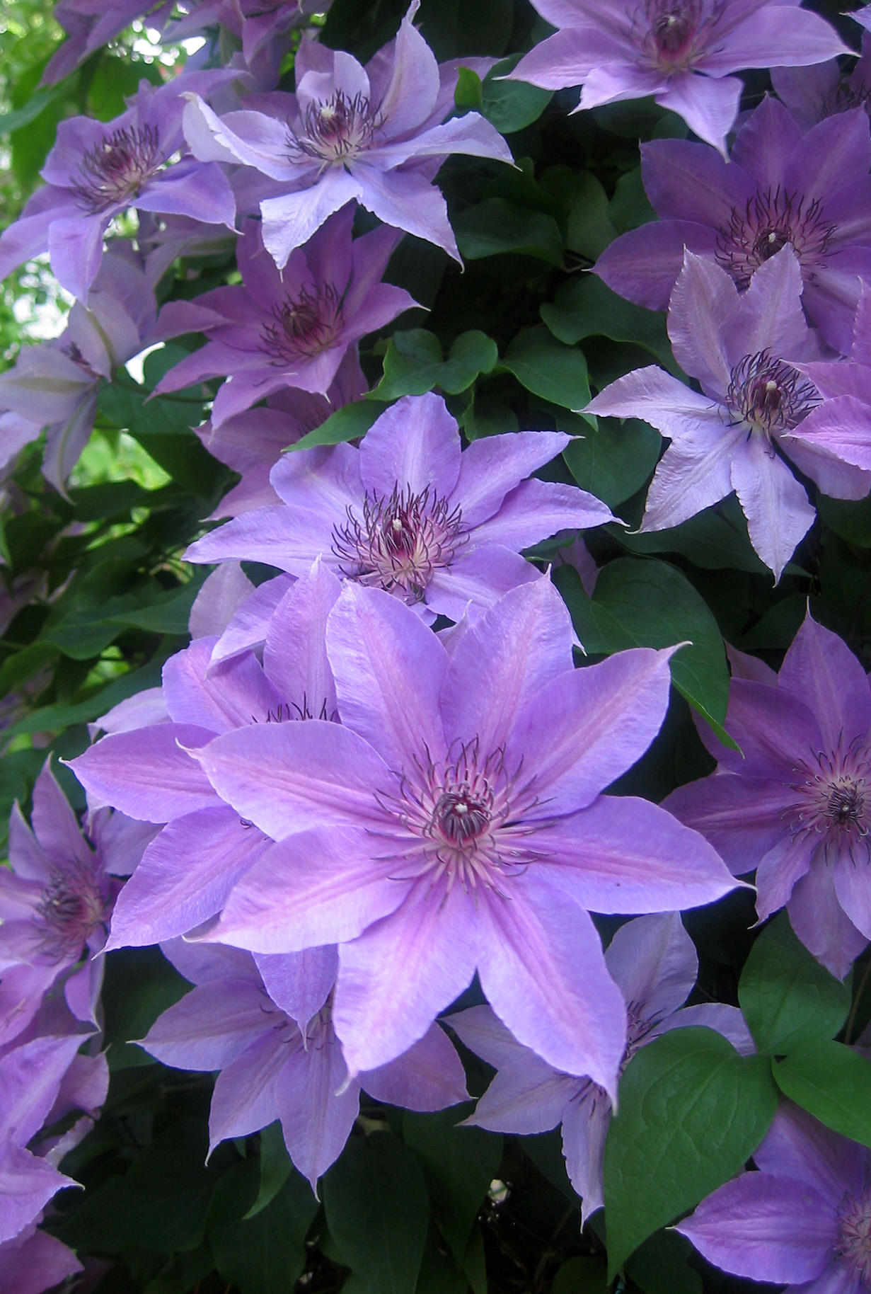 Clematis Flower Vine